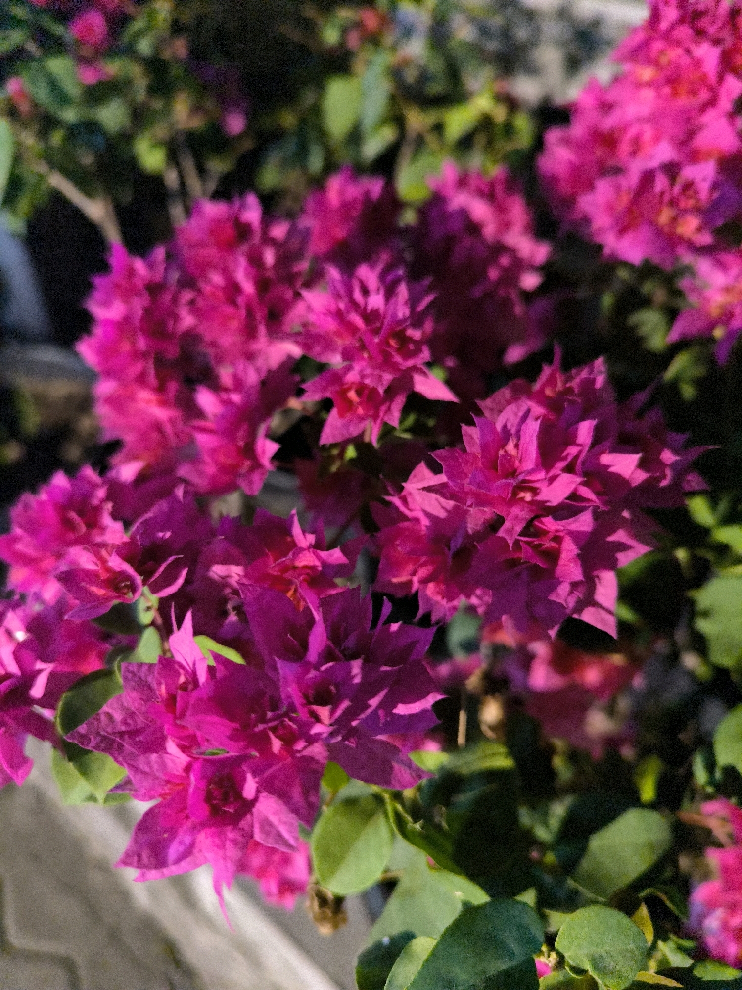 A close-up, eye-level shot focuses on vibrant magenta bougainvillea flowers and green foliage against a blurred background. The lighting suggests it is daytime, with shadows indicating sunlight. A blurred paved surface is visible in the lower left corner of the image. The flowers are the dominant element, with some in sharp focus and others softened by the shallow depth of field.