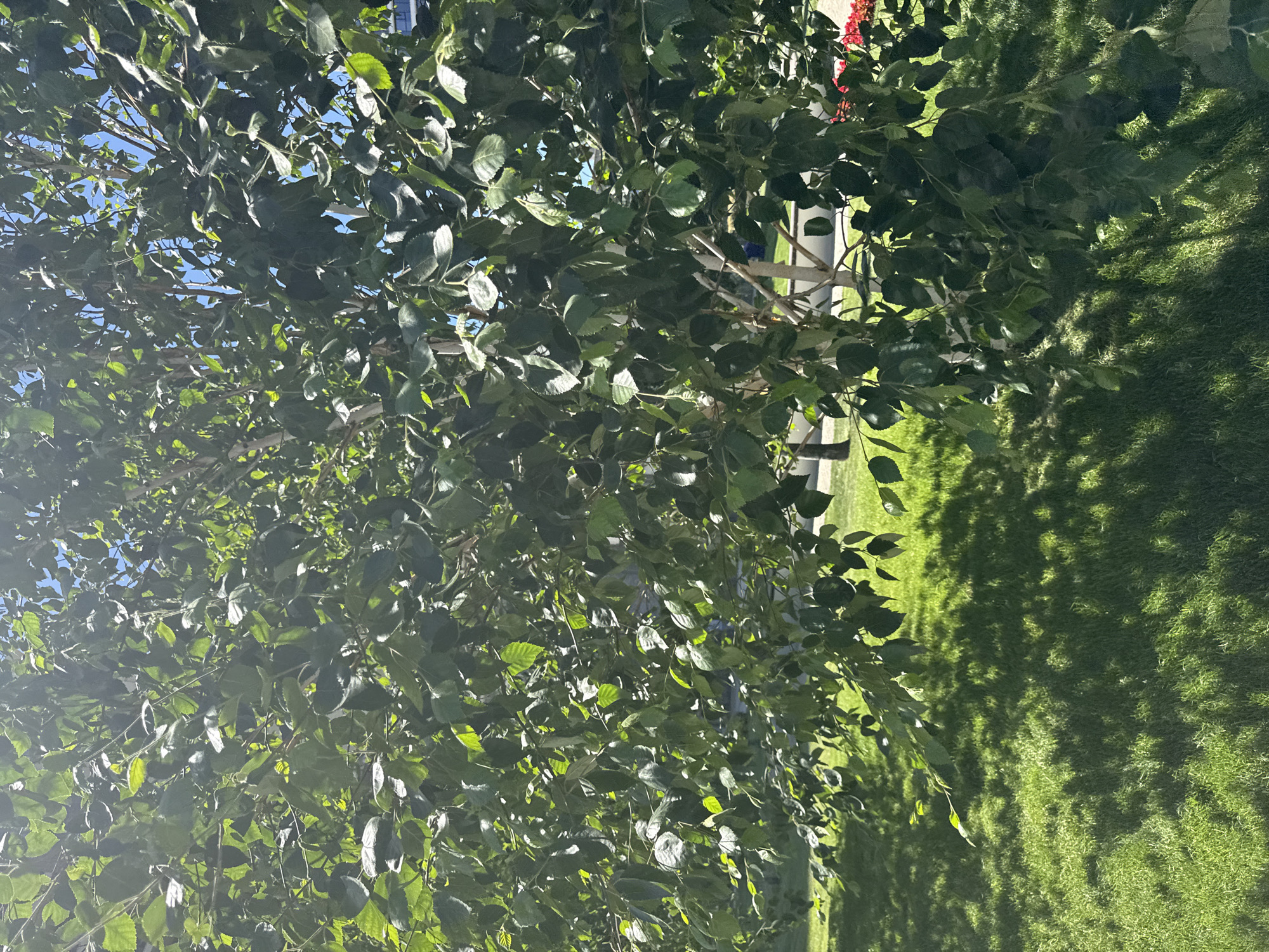 The image presents a view through tree foliage onto a sunlit grassy area, with shadows dappling the lawn. A glimpse of blue sky is visible through the leaves. A white, perhaps metallic, structure can be seen in the background among the trees, possibly a fence. The location cannot be determined as Belgrade, Serbia.