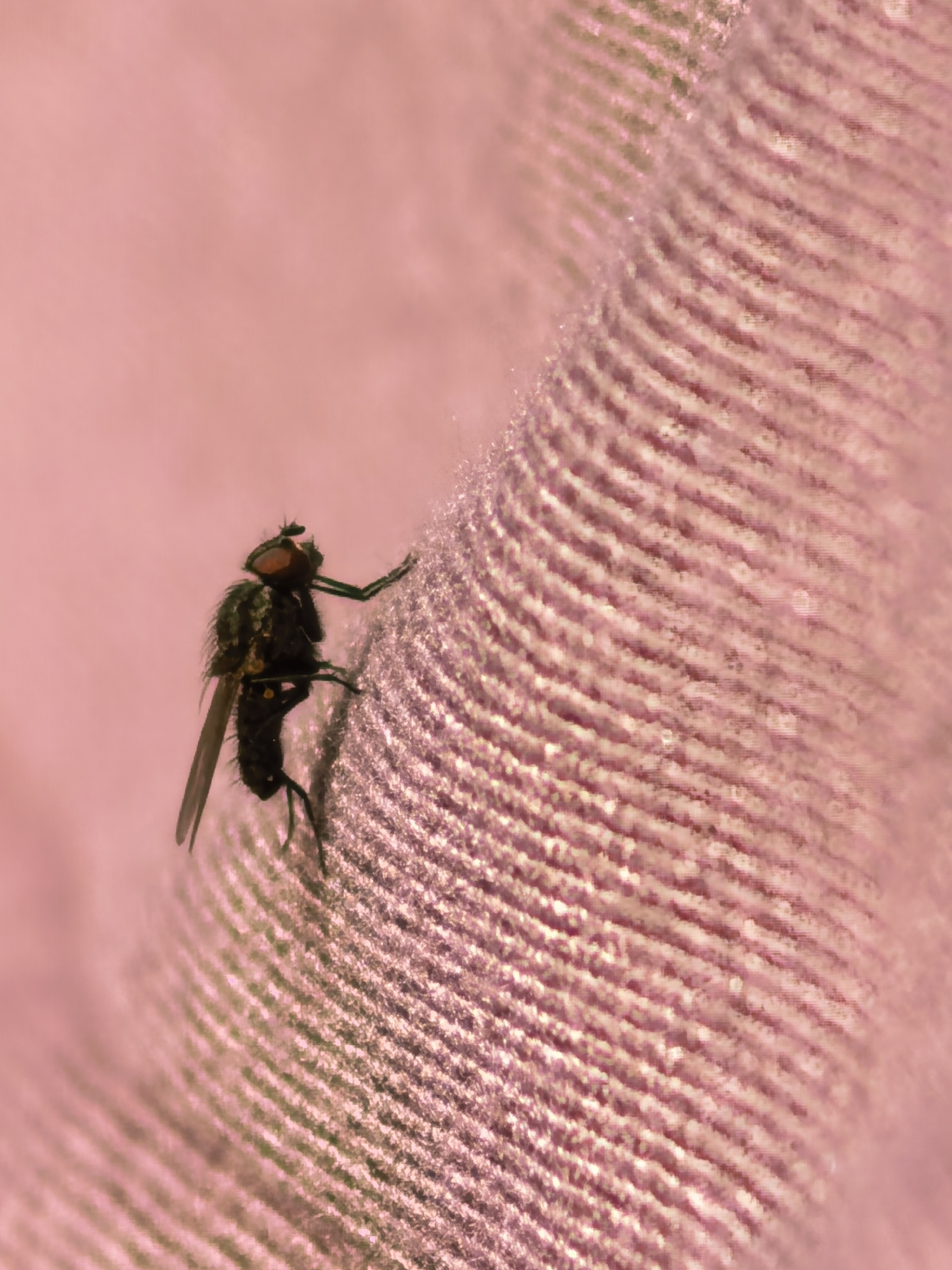 A dark-colored fly with red eyes and transparent wings is perched on a textured pink surface. The surface appears to be fabric, possibly denim, with visible weave patterns. The fly is positioned on a raised ridge of the fabric, with its legs gripping the surface. Its body is oriented diagonally, with its head facing towards the upper left corner of the frame. The background is a soft pink, out of focus, creating a shallow depth of field that draws attention to the fly and the fabric texture. The lighting appears to be bright, highlighting the details of the fly's body and the fabric's texture. No people or other objects are visible in the image. The scene is an extreme close-up of an insect on fabric.