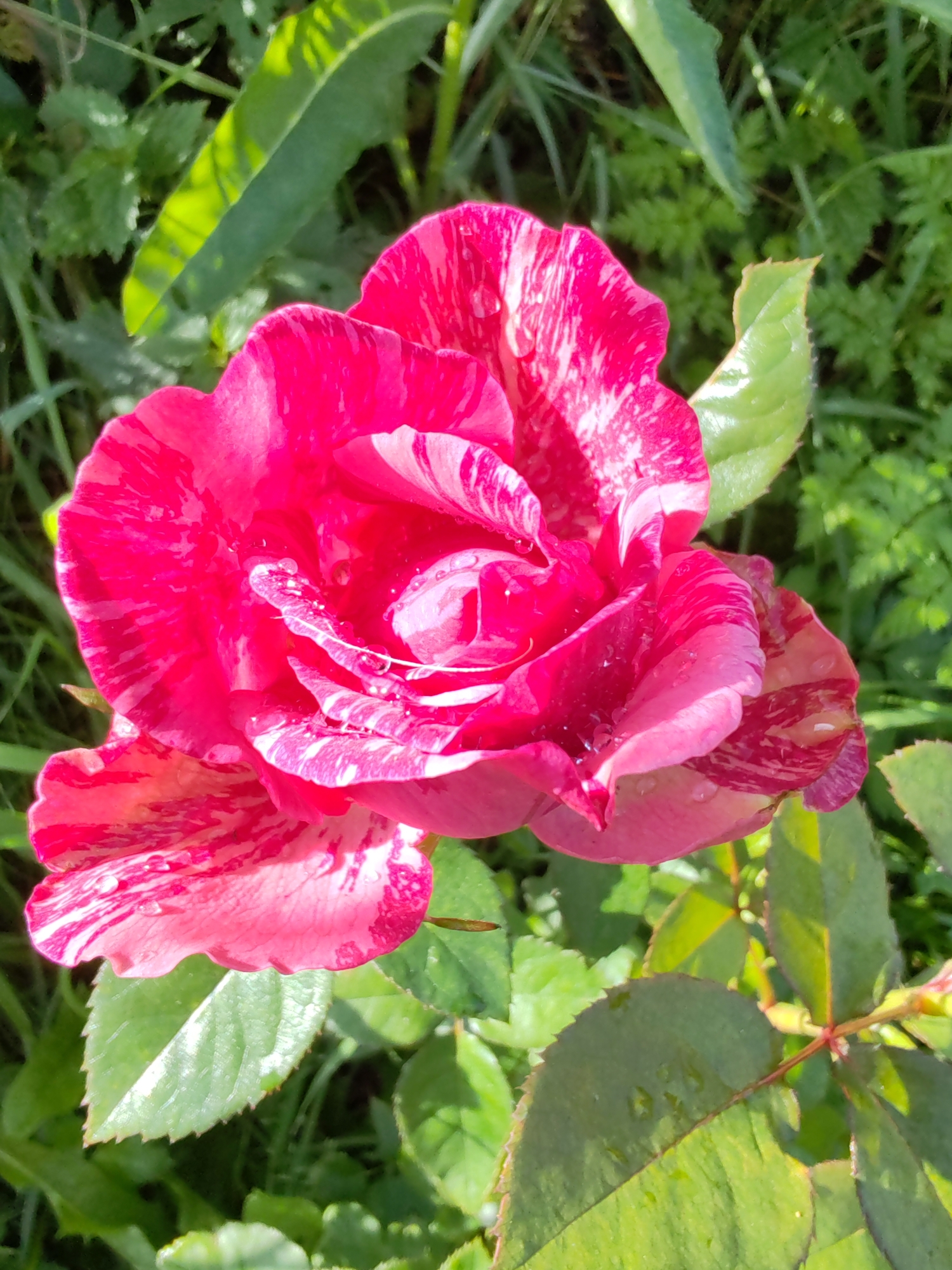 A close-up, eye-level shot focuses on a vibrant, multi-colored rose in bloom. The rose petals exhibit a striking pattern of deep fuchsia and white stripes, with water droplets scattered across their surface, suggesting recent rain or watering. The rose is partially open, revealing layers of petals, and its stamens are visible. The background is a soft blur of green foliage, indicating an outdoor garden setting. Sunlight illuminates the scene, casting highlights on the rose petals and leaves. The location is stated as Чухлэм, Russia, implying this is a garden within the city. There are no people or animals present in the image. The overall impression is one of natural beauty and a serene moment captured in a garden.
