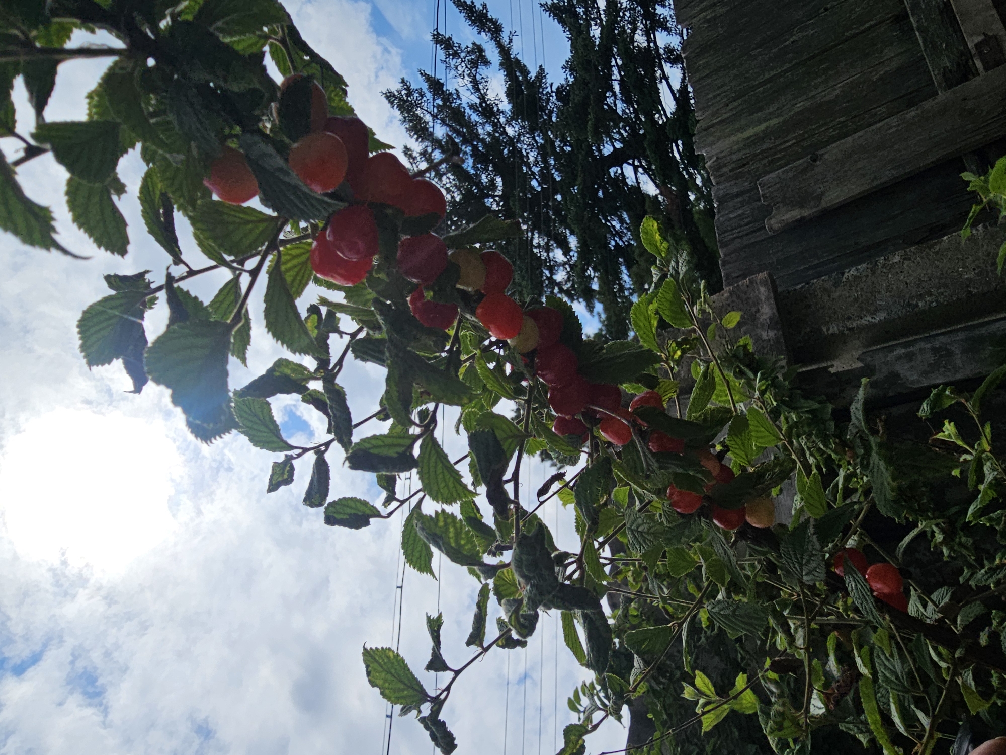This is a medium-shot, eye-level, outdoor, low-angle photograph taken in Nakhodka, Russia, on a cloudy day. The sun is visible through the clouds, casting a bright glow. A branch of a cherry tree, laden with ripe red cherries, extends across the frame from the upper left to the lower right. The cherries are mostly clustered together, with a few scattered leaves visible. In the background, a dark green evergreen tree is partially visible, and beyond that, a weathered wooden fence runs diagonally across the lower right portion of the image. Electrical wires are strung across the upper portion of the frame. The scene appears to be a backyard or garden. There are no people visible in the image.