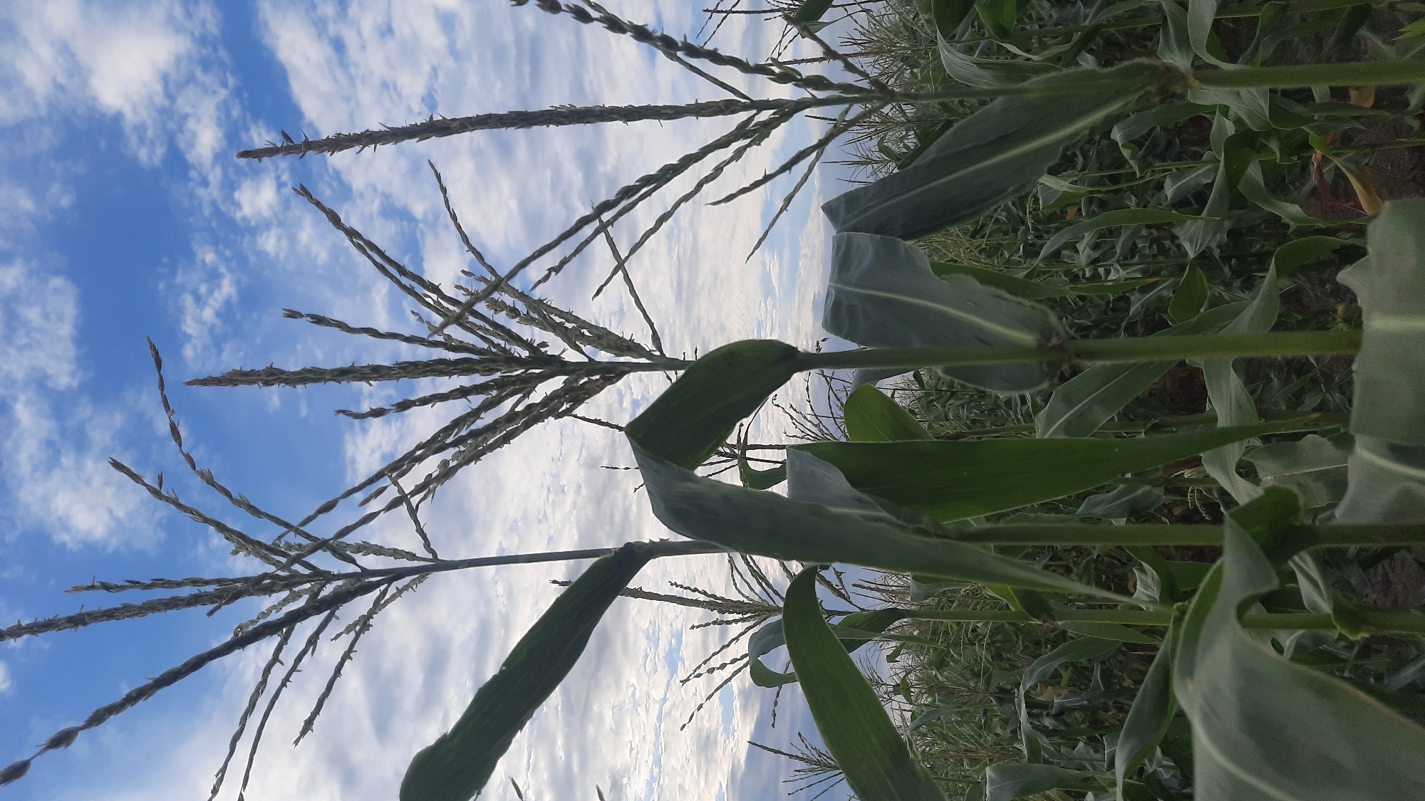 The image shows a low-angle view of a cornfield under a cloudy sky. The foreground features large, green corn leaves and stalks. In the midground and background, more corn stalks and tassels are visible, reaching towards the sky. The sky is a mix of blue and white clouds. The image appears to be taken in an agricultural setting. There are no people or animals visible in the image. The scene is one of a growing corn crop, likely in an open field. No specific landmarks or urban elements of Шклоў, Belarus, are identifiable.