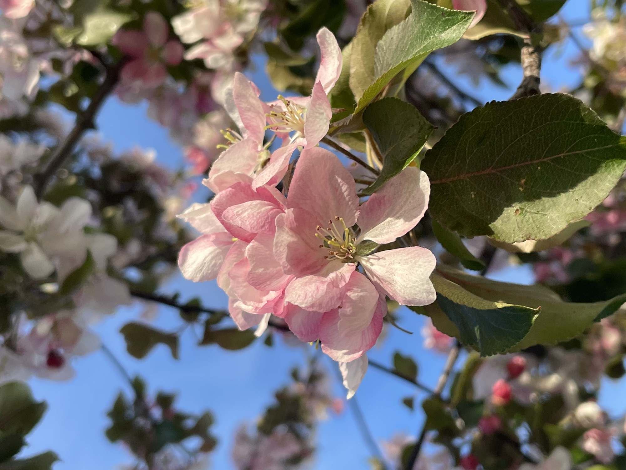 The image shows a close-up of pink and white apple blossoms on a tree branch against a blue sky. Green leaves are also visible. The location is not identifiable as Izhevsk, Russia, based on the visual information in the image.