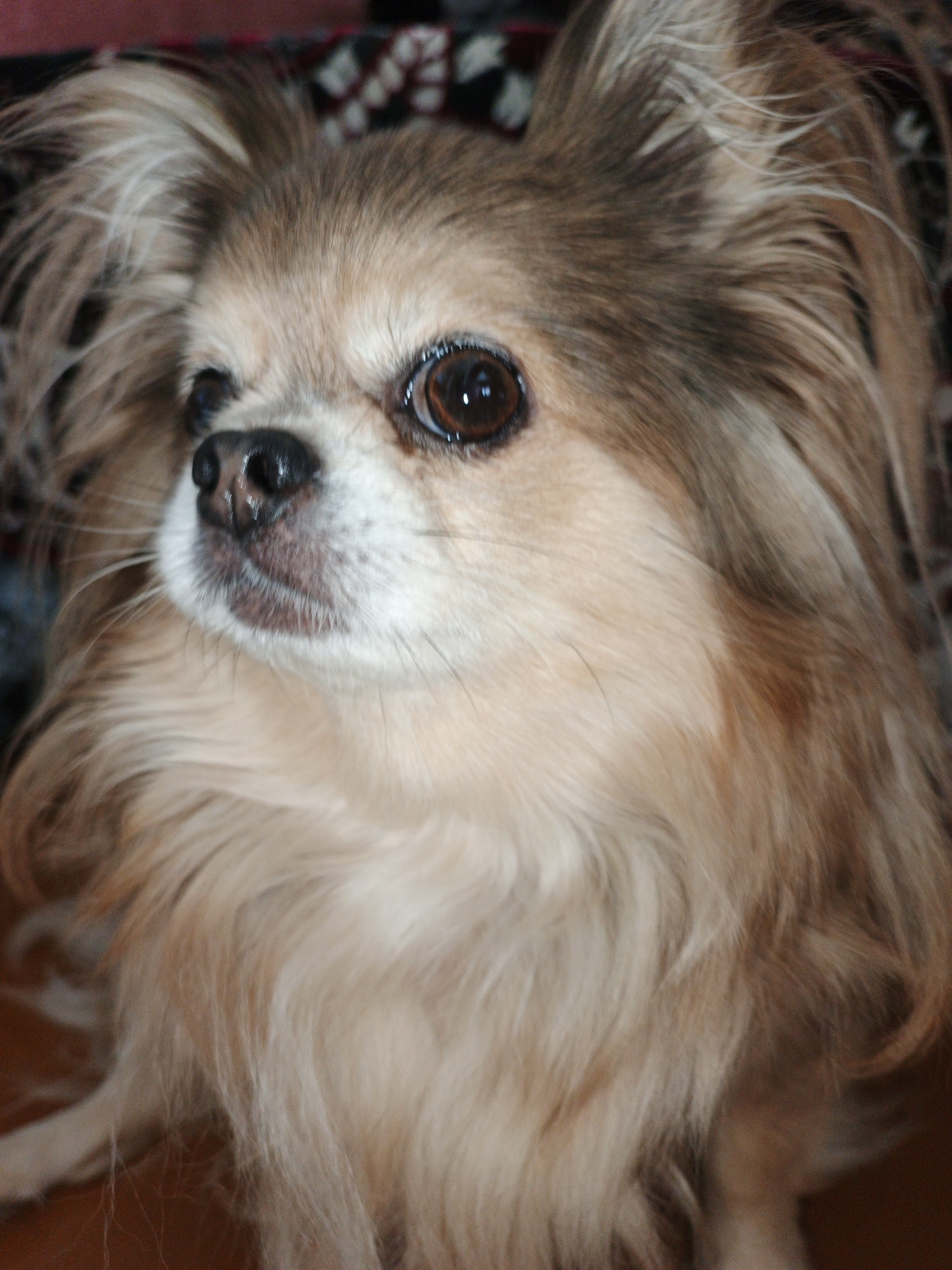 A long-haired chihuahua is shown in a close-up portrait. The dog's face is light brown with darker brown fur around its ears and eyes. Its nose is black, and its eyes are large and brown. The dog is looking slightly to the left of the camera. The background is blurred, showing a dark fabric with a pattern and a wooden surface. The image was taken in Medvedyovka, Russia.