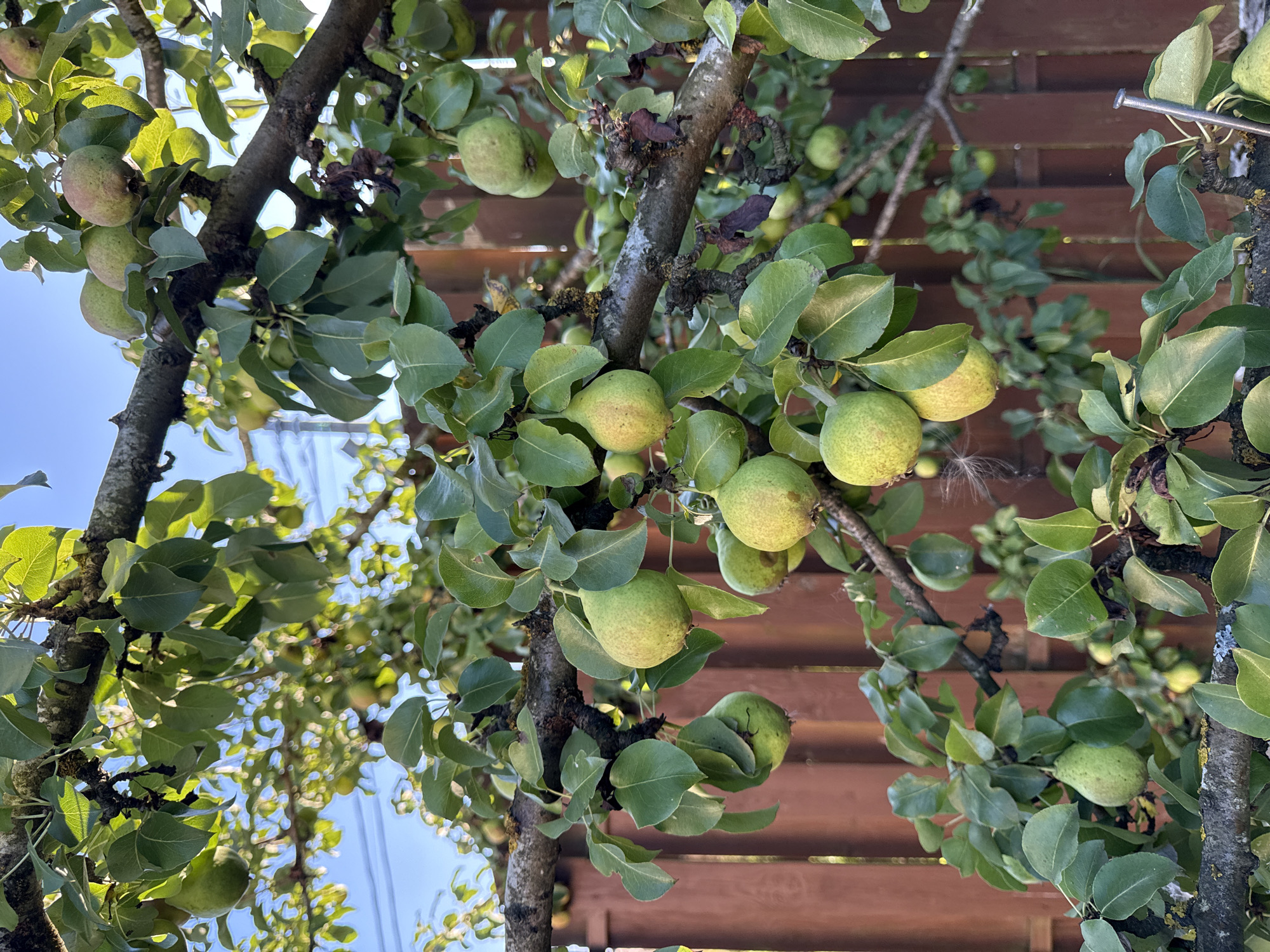 A pear tree branches laden with ripening fruit stands against a warm, brown wooden fence, under a bright blue sky. The tree's rough bark is visible, with moss growing on it in places. The leaves are a vibrant green, and the pears are mostly green with some showing hints of yellow and red blush. Some of the pears are clustered together, while others hang individually. The scene appears to be in a backyard or garden setting in Russko-Vysotskoe, Russia.