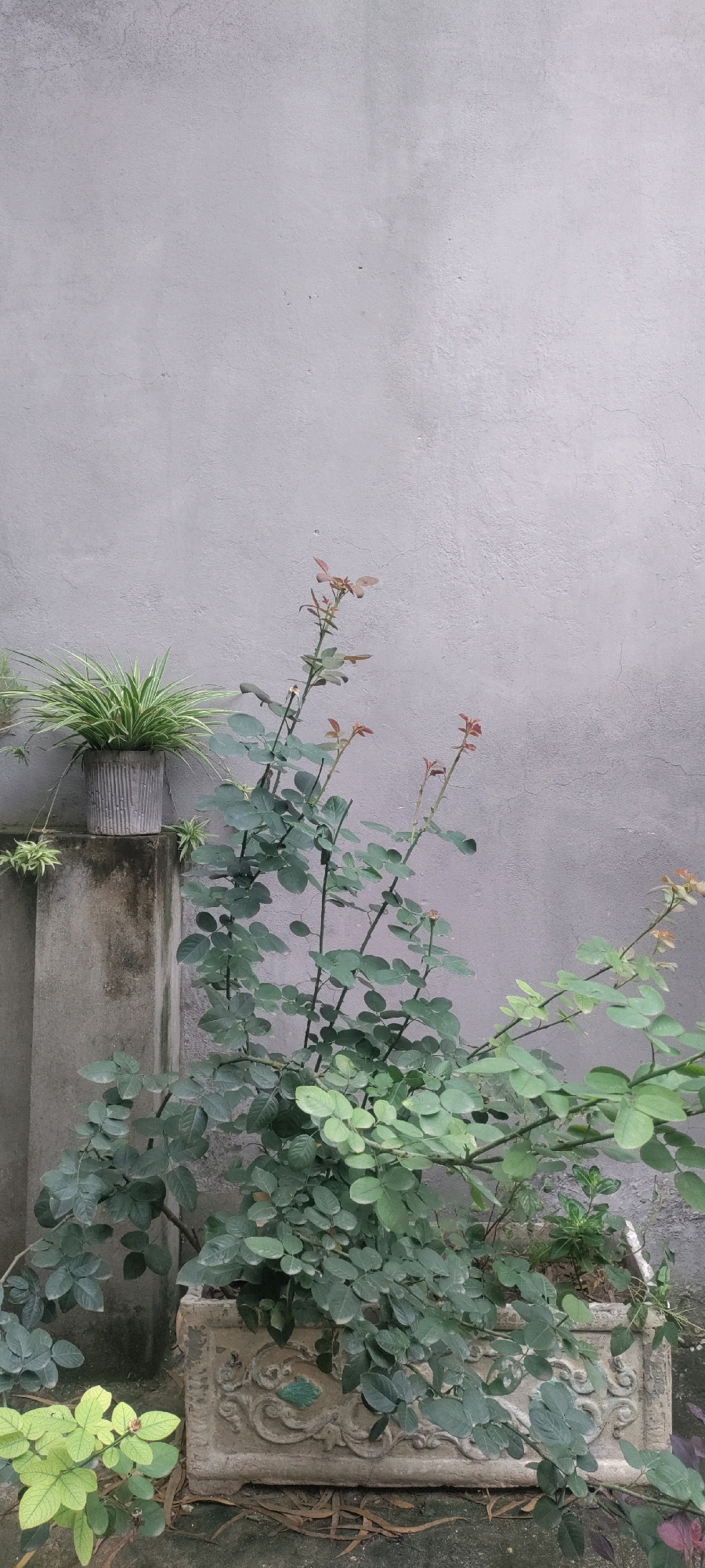 In the city of Metropolitan Corporation Rawalpindi, Pakistan, this image captures an outdoor scene against a plain, gray, textured concrete wall. In the foreground, various plants are present. A large rose bush with dark green leaves and reddish new growth dominates the right side of the frame, growing out of a decorative, rectangular concrete planter. To the left, a smaller plant with vibrant yellow-green leaves is visible in the lower left corner. Further to the left and slightly elevated on a concrete pedestal or ledge, a spider plant with striped green leaves is contained within a ribbed, cylindrical concrete pot. Another small plant with thin, green leaves is situated near the spider plant. The scene appears to be a garden or patio area, with dried leaves scattered on the ground in front of the planters. The lighting suggests it is daytime, possibly overcast, with soft shadows. There are no people or animals visible in the image.