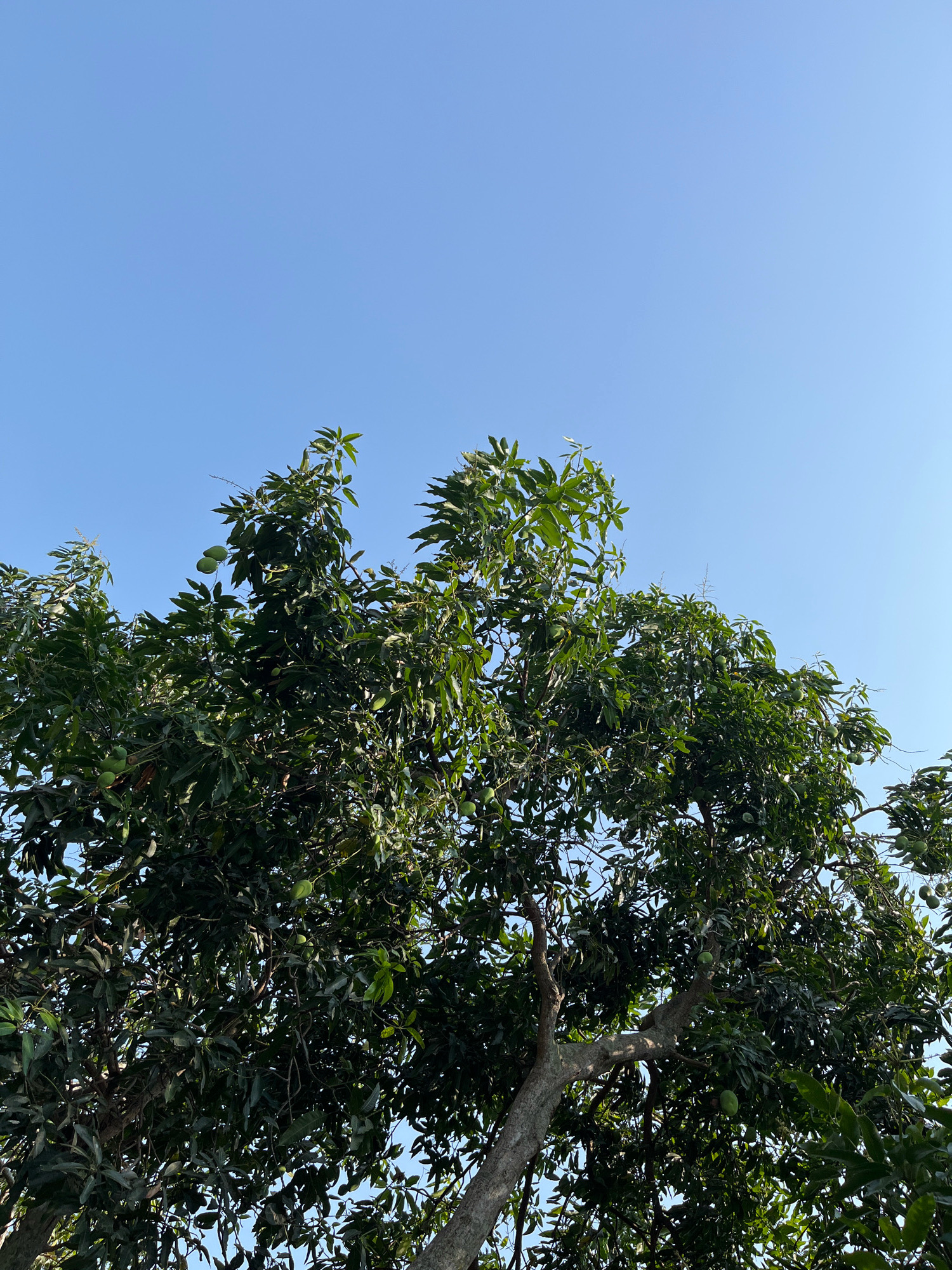 A close-up, low-angle shot looks up at the canopy of a mango tree, laden with numerous unripe green mangoes, against a clear blue sky. The tree is in Wonokerto, Indonesia. Sunlight filters through the dense green leaves, creating a dappled effect. The branches are thick and woody, and the leaves are broad and glossy. The image captures the abundance of the fruit on the tree.