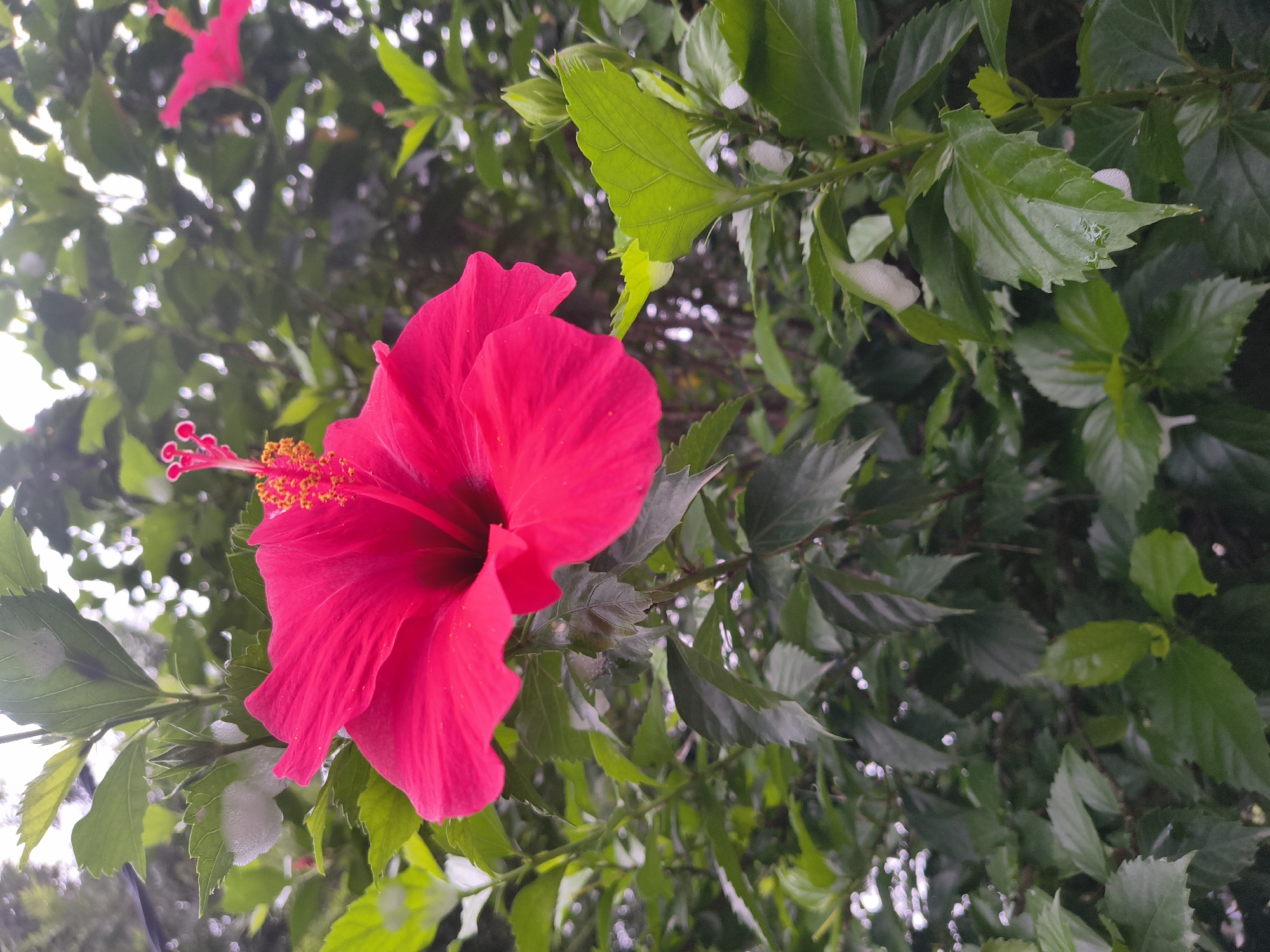 A close-up, vertical shot captures a vibrant pink hibiscus flower in full bloom, its delicate petals unfurling against a backdrop of lush green foliage. The flower's stamen, tipped with yellow pollen, protrudes prominently from its center. The surrounding leaves are a deep, rich green, with some showing signs of dew or light rain. The scene is set outdoors, likely in a garden or natural setting within Dharamshala, India, where such tropical flora thrives. The overall lighting suggests a bright, possibly overcast day, with soft light illuminating the flower.