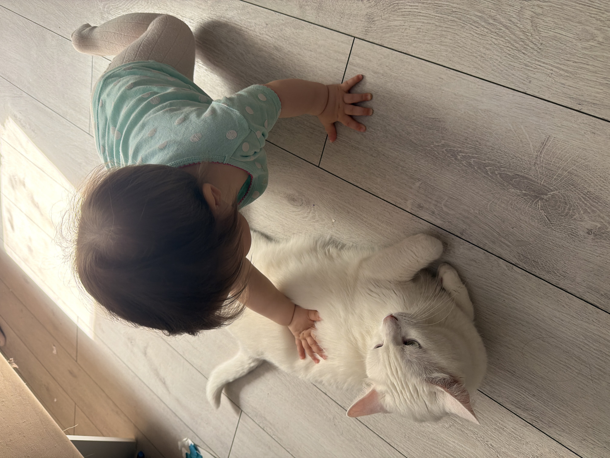 A small child is lying on a wooden floor and interacting with a white cat. The child is wearing a light blue shirt with white polka dots and white tights. They are on their stomach, reaching out with their right hand to touch the cat's belly. The cat is lying on its back, looking up at the child. The floor is made of light-colored wood planks. The setting appears to be indoors. Staraya, Russia is not discernible in the image.