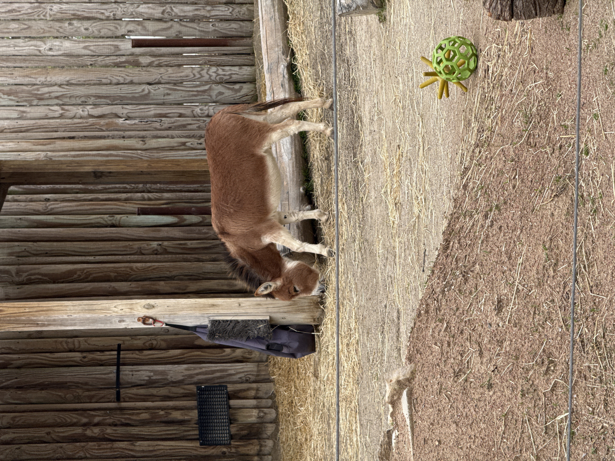 A medium shot depicts a reddish-brown donkey standing on a dirt and straw covered floor next to a wooden fence. The donkey faces left towards the fence. A black bag with a brush attached is fixed to the fence. A green toy lies on the ground to the right of the donkey. The photo was taken in Powell, United States of America.