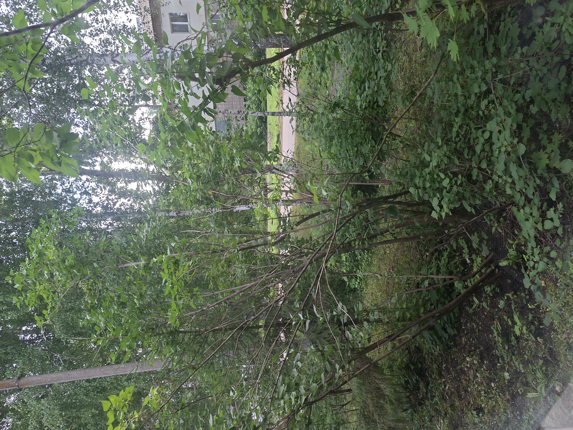 The image depicts a dense cluster of deciduous trees and undergrowth in a semi-urban environment, likely the city of Nikolaevka, Russia. In the background, a light-colored multi-story building with windows is partially visible through the foliage, suggesting a residential or administrative area. A paved pathway or road is also discernible winding through the greenery. The foreground is dominated by the tangled branches and vibrant green leaves of several trees, with a mixture of light brown, thin trunks and darker, more substantial ones. The ground cover consists of dark soil and a variety of smaller plants and weeds. The lighting suggests an overcast or shaded day, with soft, diffused light illuminating the scene. No people or animals are present in the image.