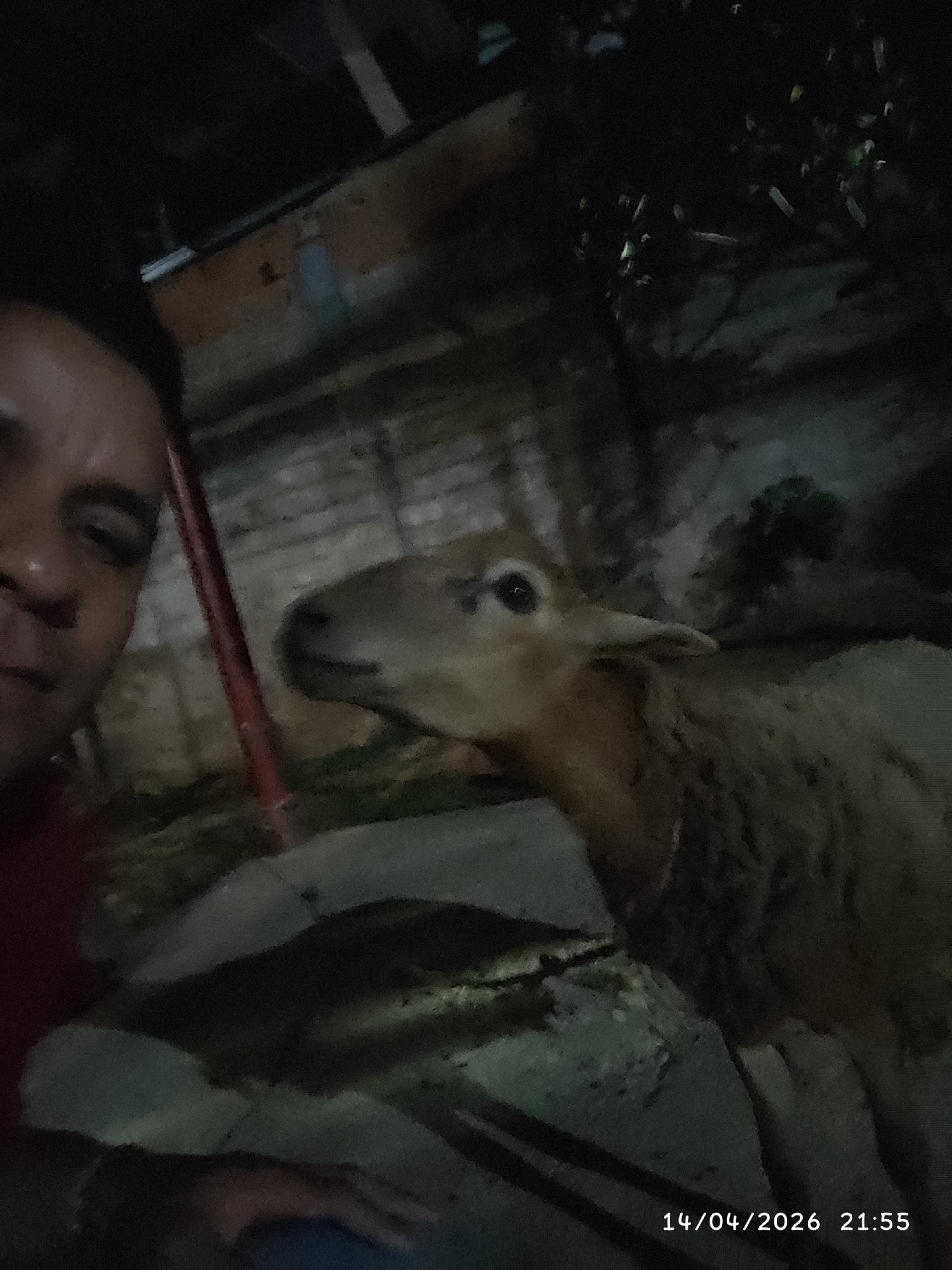 A dimly lit photograph shows a man taking a selfie with a sheep. The man is partially visible on the left side of the frame. He has dark hair and is wearing a red shirt. The sheep is positioned to the right of the man and faces left. The background appears to be outdoors with a wall visible behind the sheep. The environment seems to be a yard with some stones on the ground. A date stamp in the lower right corner reads "14/04/2026 21:55". The location is Unknown, Unknown.