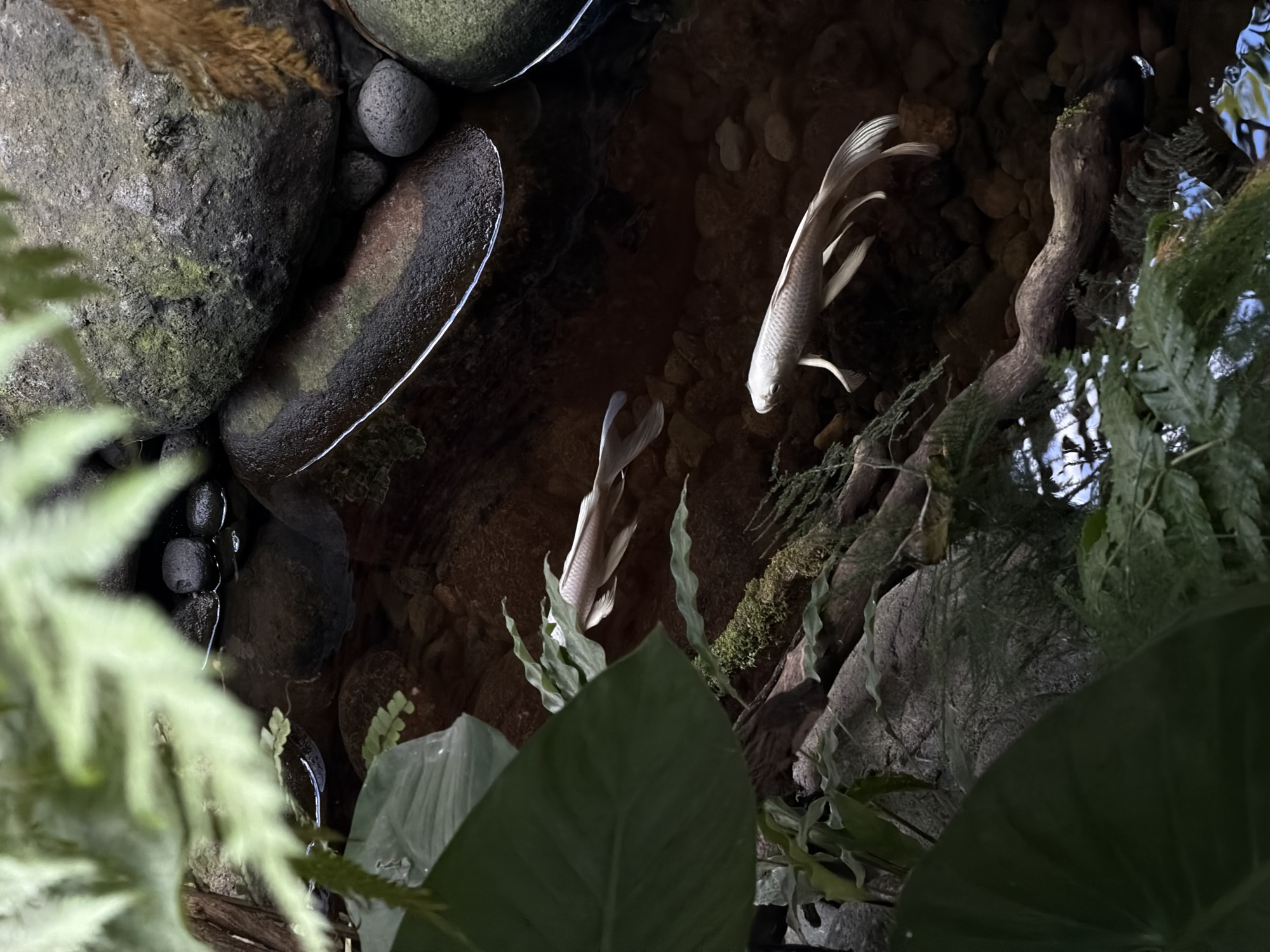 Two white fish swim in a rocky stream, with lush green foliage framing the bottom and sides of the image. The location is likely in North Kuta, Indonesia. The stream is lined with various sized rocks and pebbles. A tree branch and moss are visible on the right.
