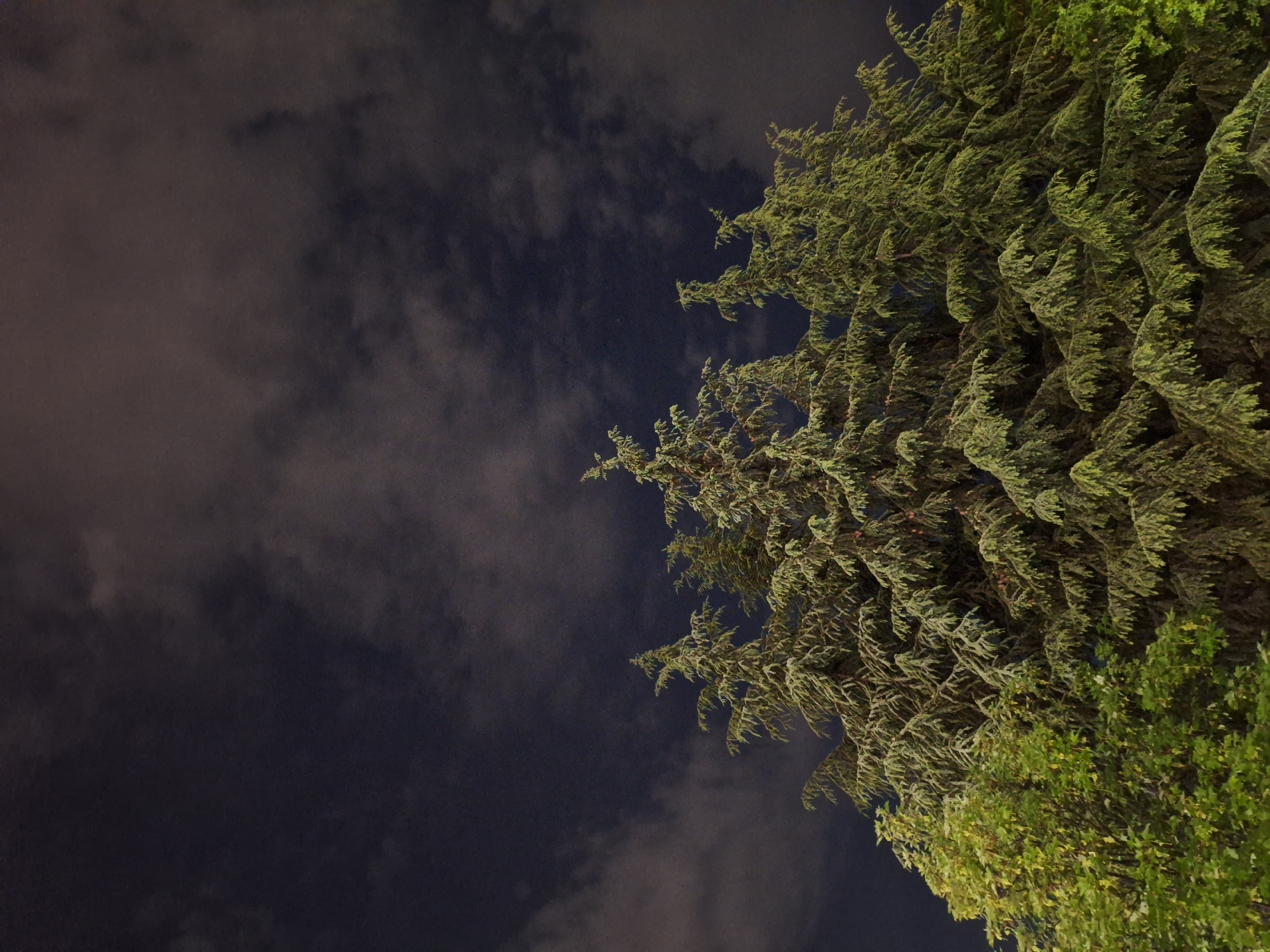 The image captures an upward view of tree canopies against a dramatic night sky. The scene is dominated by dense, vibrant green foliage, likely belonging to a coniferous tree such as a cypress or cedar, which occupies the right and upper portions of the frame. Its needle-like or scale-like leaves are brightly illuminated, contrasting sharply with the dark background. Towards the bottom right, a section of another tree with broader, lighter green leaves is also visible.
The sky is dark blue to black, indicating nighttime, and is partially covered by clouds. These clouds are subtly illuminated from below, suggesting ambient light pollution or nearby artificial light sources, creating soft grey and faint purple tones within the cloud formations. The lighting accentuates the texture of both the clouds and the tree leaves.
No people or specific activities are depicted; the scene focuses purely on the natural elements at night. The atmosphere is serene and somewhat mysterious due to the dark sky and artificial illumination of the foliage. There are no identifiable location cues or visible text within the image.