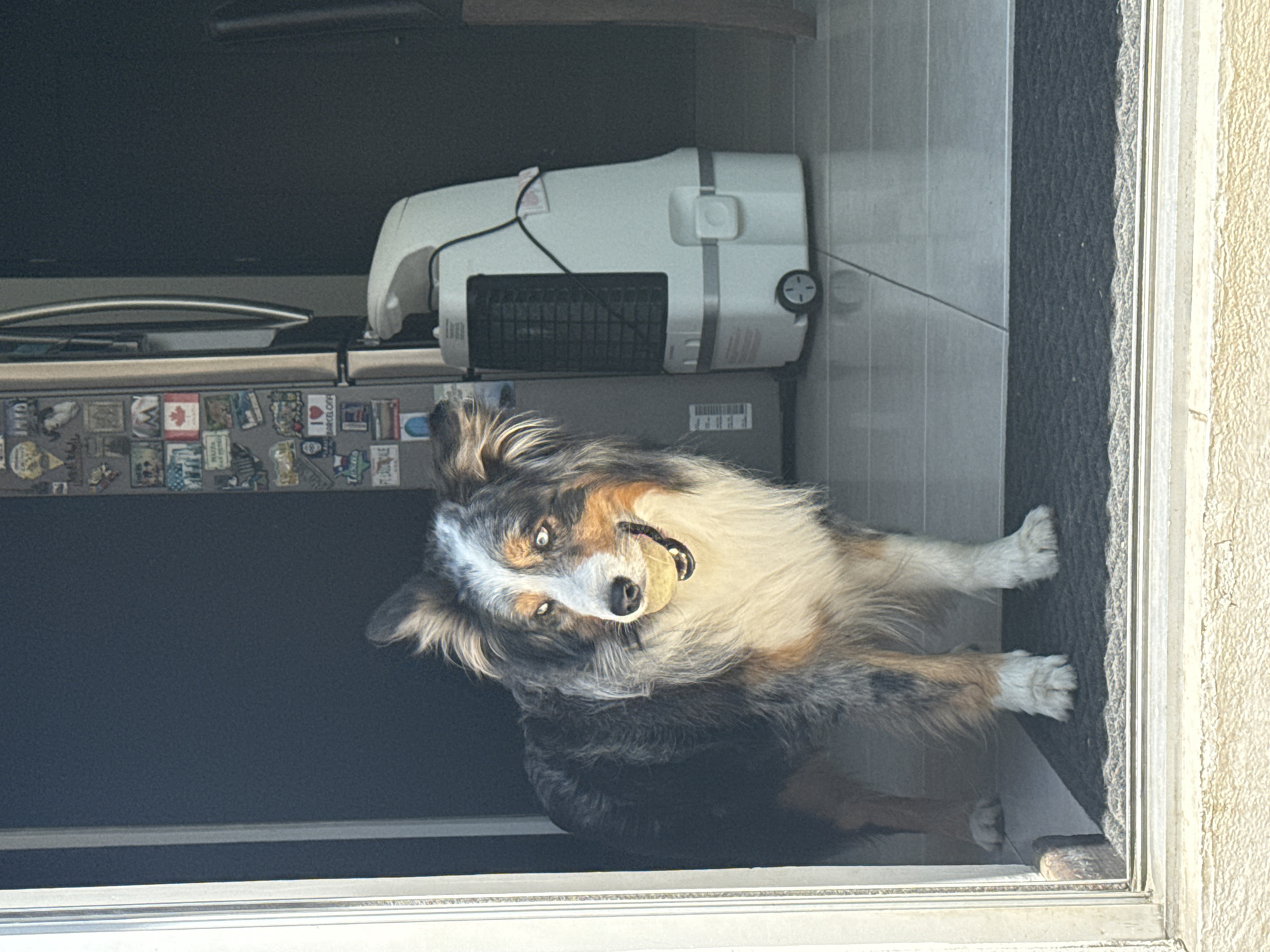 An Australian Shepherd dog stands in an open doorway, facing the camera with a small yellow ball in its mouth. The dog has a mottled coat of white, black, and brown fur. In the background, inside the house, is a refrigerator covered in magnets and a white air purifier on top. The doorway opens onto a light-colored exterior wall. The scene is set in an indoor/outdoor area, likely the home of the dog's owner. There is no indication of the image being taken in San Bernardino Tlaxcalancingo, Mexico.