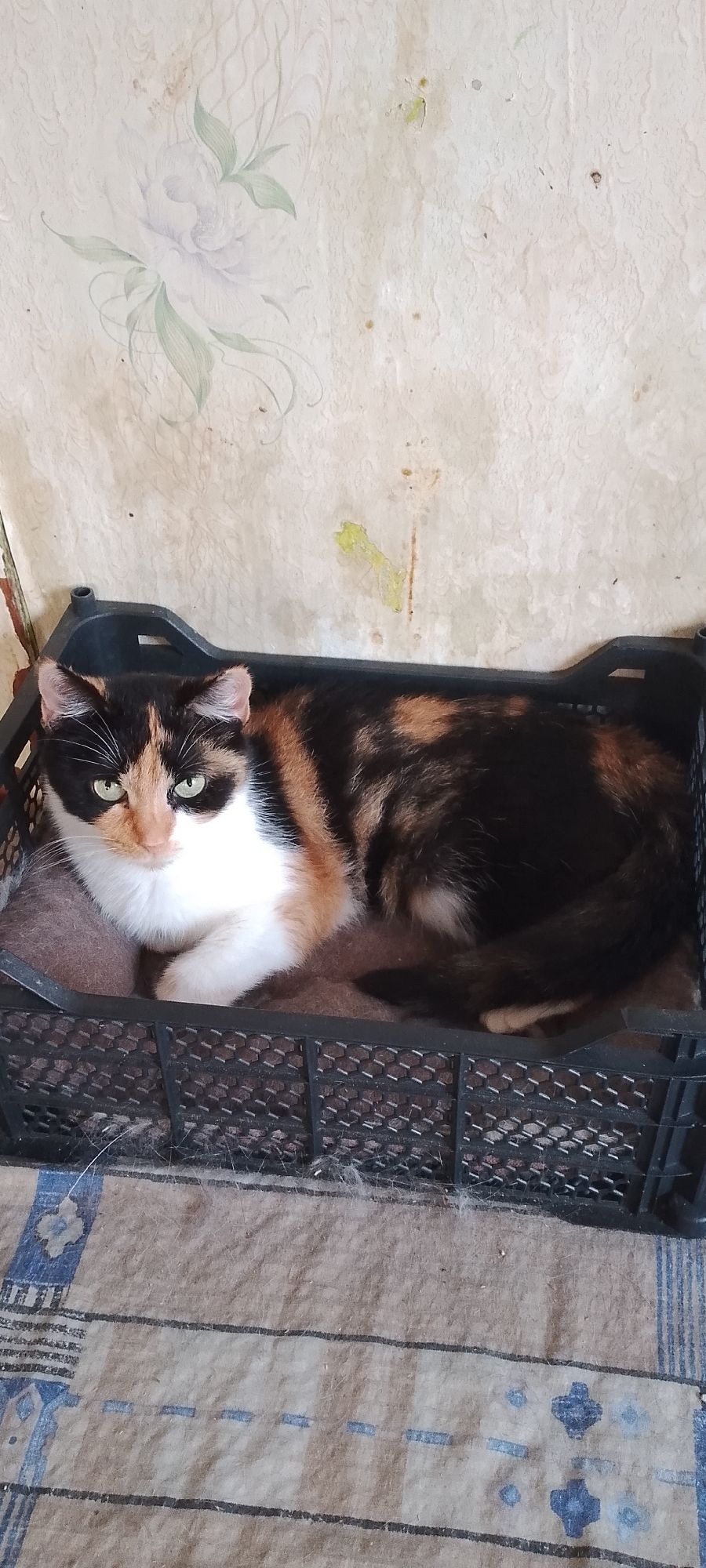 A calico cat with green eyes is lying in a black plastic crate. The crate is placed on a rug with a striped pattern. The background is a wall with faded wallpaper featuring a floral design. The scene appears to be indoors. There is no indication of the city of Belgorod, Russia.
