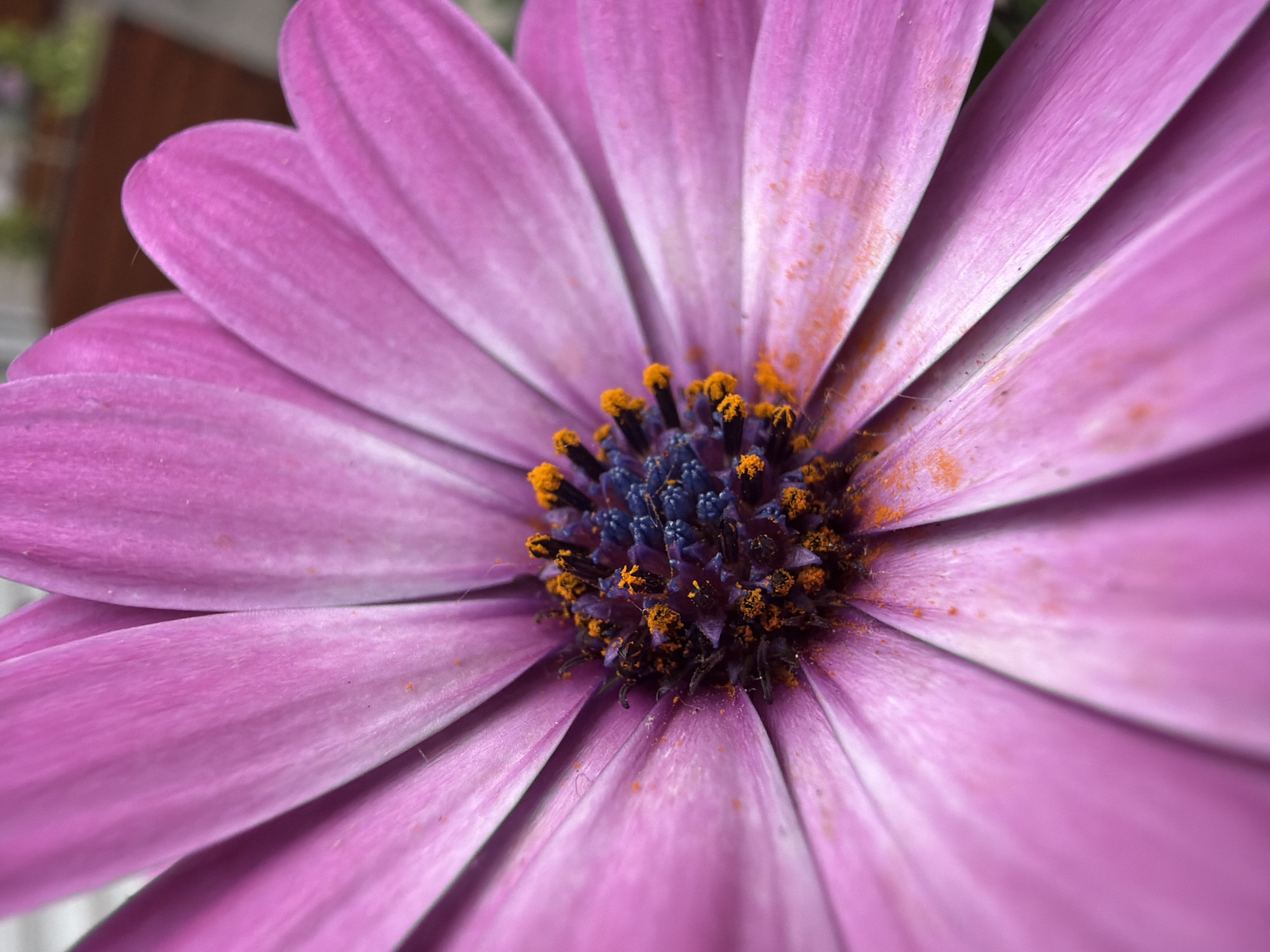 A close-up photograph depicts a purple osteospermum flower with a detailed center. The flower's petals radiate outwards from the dark blue and orange center. Orange pollen is visible on the petals and in the center of the flower. The photograph is in focus, highlighting the texture and color variations of the flower. The location is not discernible from the image and there are no people visible.