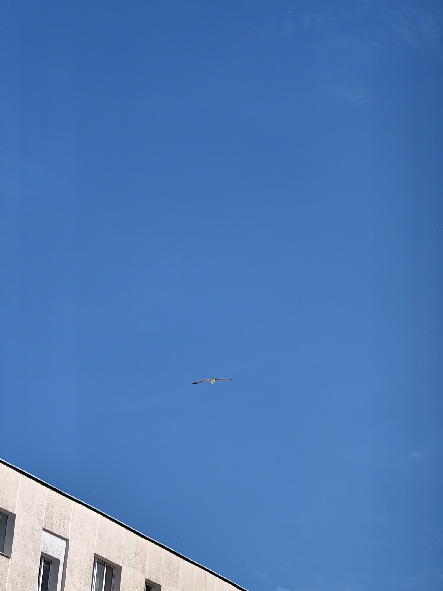 The image shows a bright blue sky with a single seagull in flight, positioned centrally in the frame. In the lower left corner, the top section of a building is visible, featuring a light-colored facade with multiple windows. The building's architecture suggests it is part of an urban environment. The bright sky and clear weather indicate daytime. The scene does not contain any people or specific identifiable landmarks that would allow for a precise location within Minsk, Belarus.