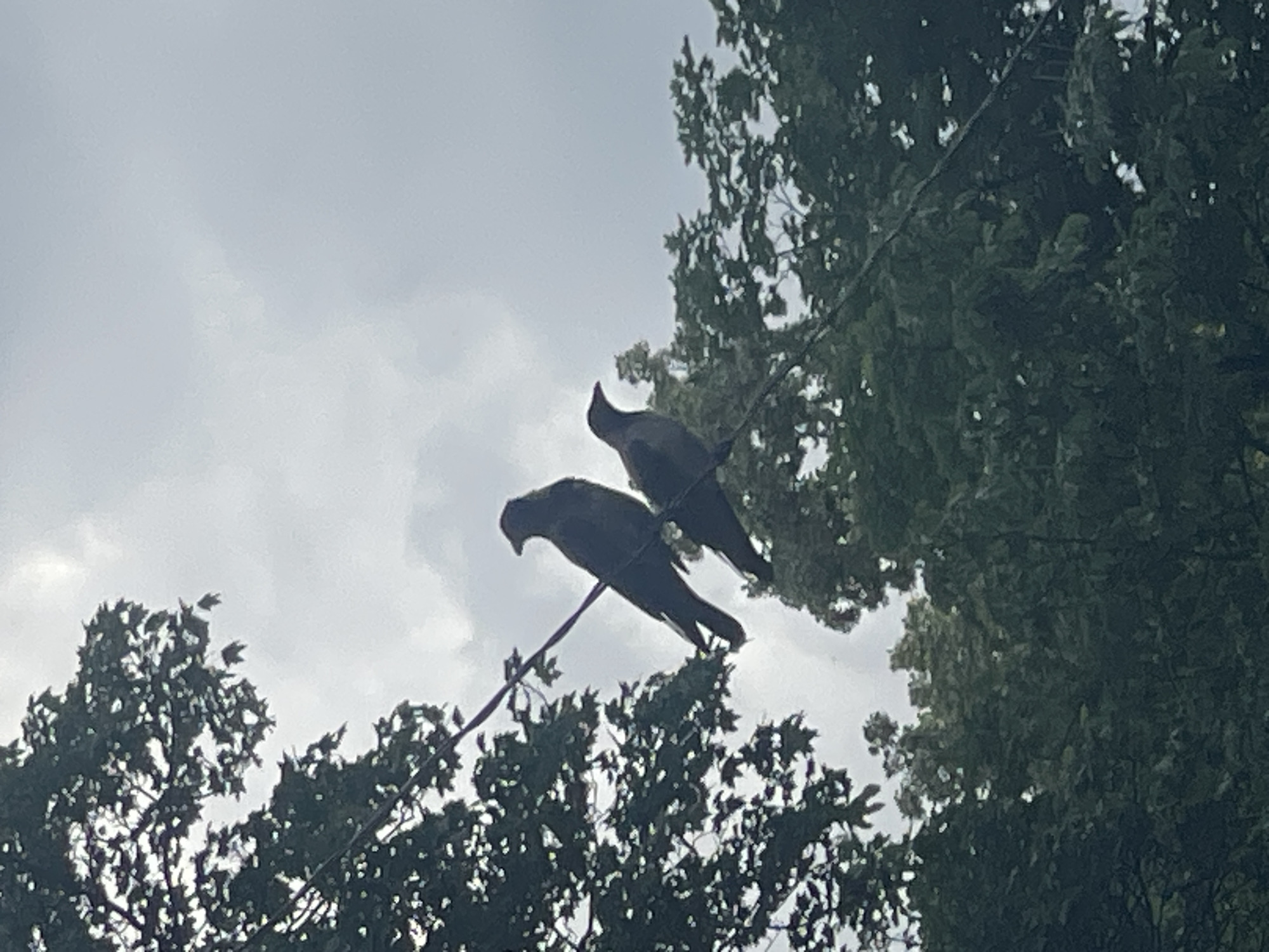 Two birds, appearing to be jackdaws, are perched on a wire that stretches horizontally across the frame. The birds are silhouetted against a cloudy, overcast sky. Lush green foliage from trees flanks the wire, with some leaves appearing in the foreground on the left and more densely packed trees in the background on the right. The scene suggests an outdoor environment, possibly a park or residential area in Poltava, Ukraine. There are no people or discernible man-made structures other than the wire. The lighting indicates it is daytime, though the clouds obscure direct sunlight.