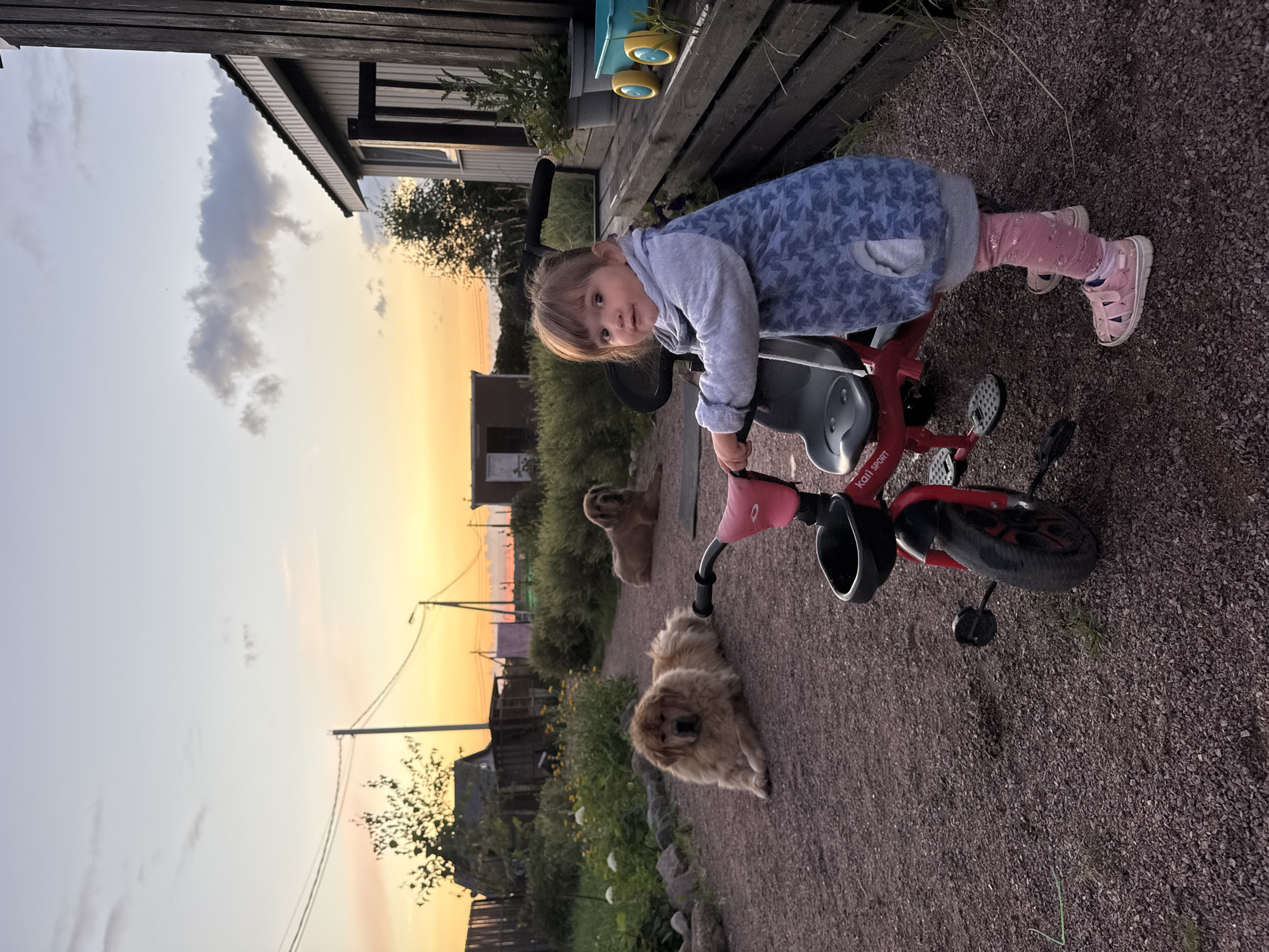At dusk in Kempelevo, Russia, a young girl stands next to a red tricycle. She is wearing a blue and gray patterned jacket, pink leggings, and pink sandals. Her hair is brown, and her eyes are brown. She is looking directly at the camera. In the background, two large, fluffy dogs are lying down on a gravel path. One dog is closer to the girl and appears to be a Tibetan Mastiff, with thick, golden-brown fur. The other dog is further away and is a similar color. The scene takes place in a yard with a wooden house and fence on the right side of the image. The sky is a gradient of orange, yellow, and pale blue, indicating sunset. Power lines and a small building are visible in the distance. The ground is covered in small, dark gravel.