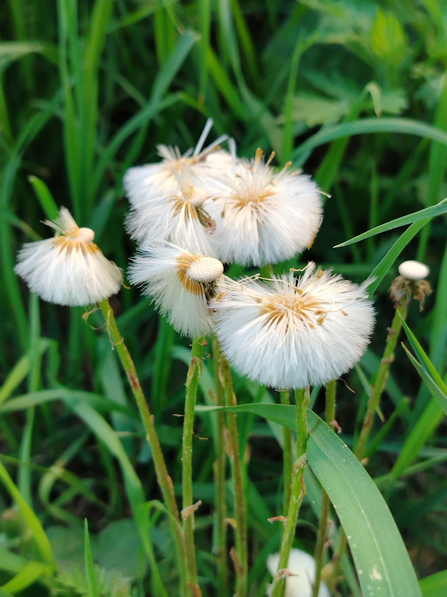 The image shows a close-up of several dandelion seed heads in a grassy field. The seed heads are mostly white and fluffy, with some showing the brown center where seeds have already dispersed. The surrounding grass is green and slightly blurred, suggesting a shallow depth of field. The location is not indicated in the image, nor the city of Noviy, Russia.