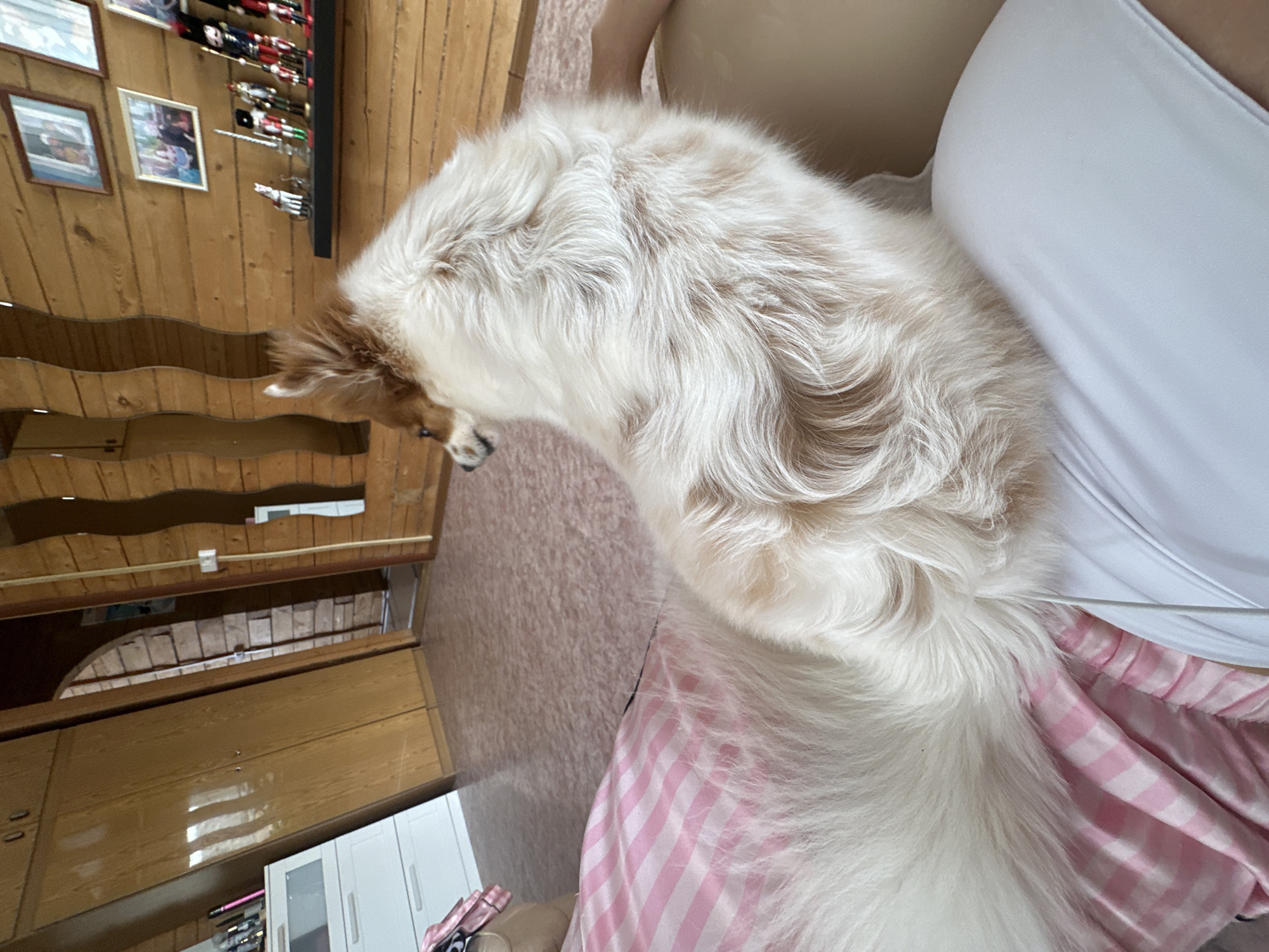 The image displays the interior of a residential room in Kazan, Russia. A long-haired dog, predominantly white with tan and brown markings, is positioned on the partially visible lower torso and legs of a person. The dog is seen from its rear-right, facing left, away from the camera. The person's lower body is covered by white fabric and a pink-and-white striped textile, likely pajamas or a blanket.
The room features walls constructed from horizontal wooden paneling and a speckled pinkish-brown floor. To the left, a light-wood wardrobe and a white chest of drawers are visible, with several cosmetic items on the dresser's top surface. In the background, an arched doorway with brick-patterned framing leads into another section of the residence. The wooden wall on the right side of the frame displays several framed pictures and a dark shelf holding multiple decorative figurines, including Nutcracker-style soldiers and a white horse. Two narrow, wavy mirrors are also affixed vertically to this wooden wall. A thin white cable is visible descending near the person's leg.