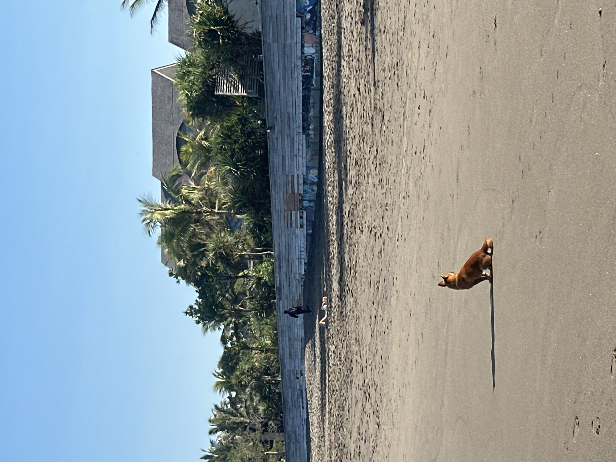 The image shows a sandy beach in North Kuta, Indonesia, under a clear blue sky. In the foreground, a ginger-colored dog is sitting on the sand, facing away from the camera. In the middle ground, a person is walking away from the camera, and another person is lying down on the sand. Behind them, a wooden structure with seating is visible, with lush green palm trees and tropical foliage beyond it. In the background, modern buildings with grey roofs are situated amidst the greenery. The beach is sparsely populated, with footprints visible in the sand.
