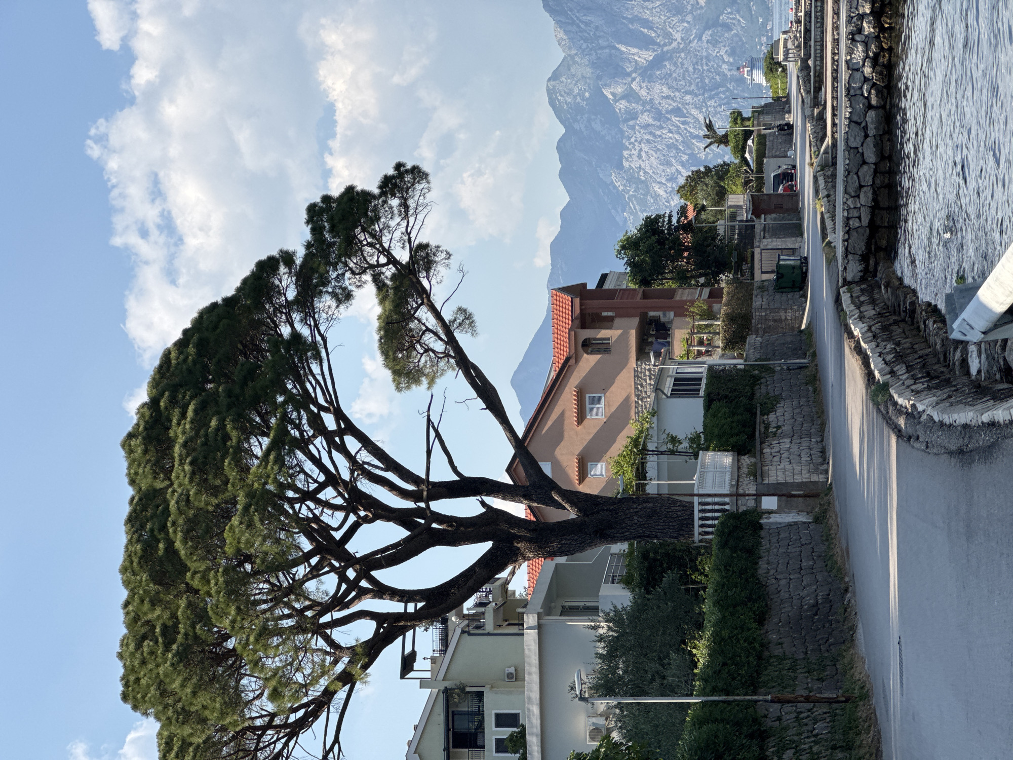 The image captures a scenic view in Škaljari, Montenegro, featuring a prominent pine tree with thick foliage dominating the left side of the frame. Its large branches extend outwards, partially obscuring the view of buildings behind it. These buildings are a mix of residential structures, some with red-tiled roofs and light-colored facades.
In the background, a mountain range rises against a sky dotted with white clouds. A road runs along the right side of the image, bordered by a stone wall and what appears to be a body of water. Further along the road, hints of vehicles and additional buildings suggest a populated area. The image is taken during daylight, with natural light illuminating the scene.