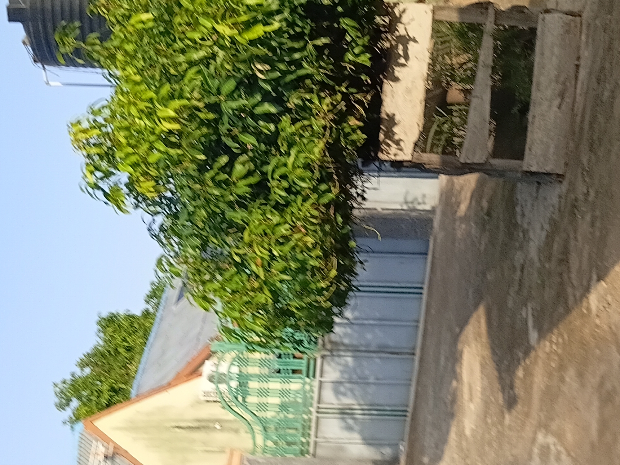 The image depicts an outdoor scene with a house, a gate, a fence, a water tank, and a tree in Jalingo, Nigeria. The house has a light yellow exterior wall and a grey roof. A green decorative metal gate is visible in front of a grey, multi-panel fence. A large, dense green tree with lush foliage is positioned prominently in the foreground, partially obscuring the view of the house and fence. To the right of the tree, a black ribbed water tank on a raised structure is visible against a clear blue sky. In the foreground, the ground appears to be dirt or gravel with patches of light and shadow cast from the tree. A rustic wooden structure, possibly a bench or part of a planter, is situated in the lower right corner of the image, in front of the tree. The scene appears to be illuminated by natural daylight, suggesting it was taken during the day.