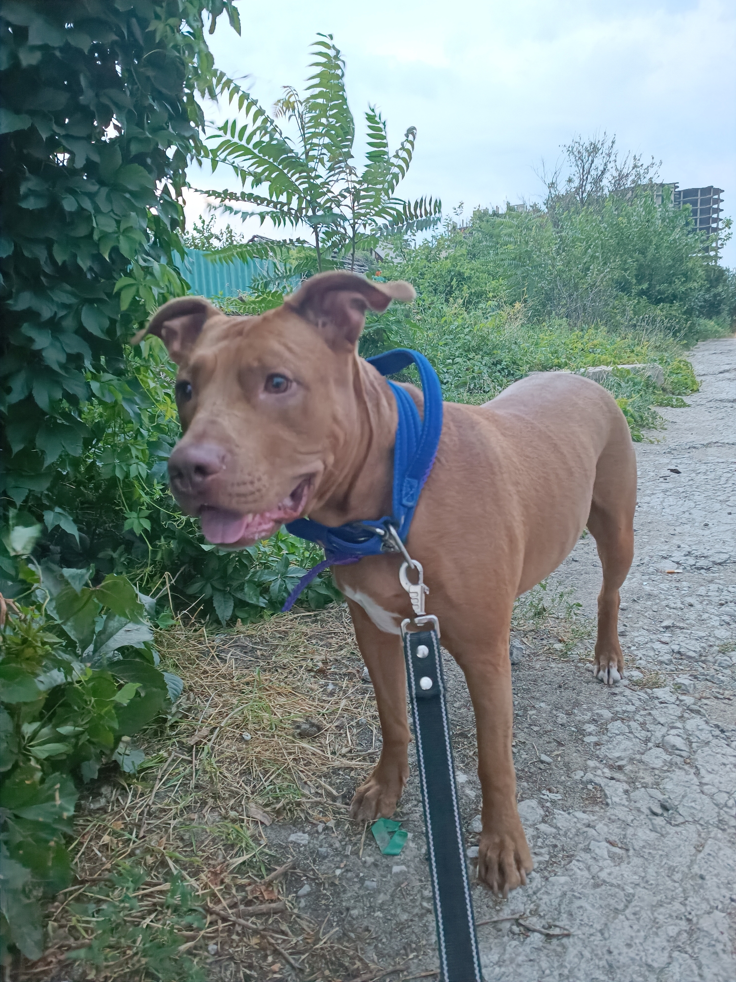 A medium shot captures a brown pit bull standing on a gravel path next to lush green foliage and dry grass. The dog is wearing a blue collar and a black leash with white stitching. The dog's mouth is open, and its tongue is visible. In the background, a partially constructed building is visible among trees. The sky is overcast. The location is indicated to be Zaporizhzhia, Ukraine.