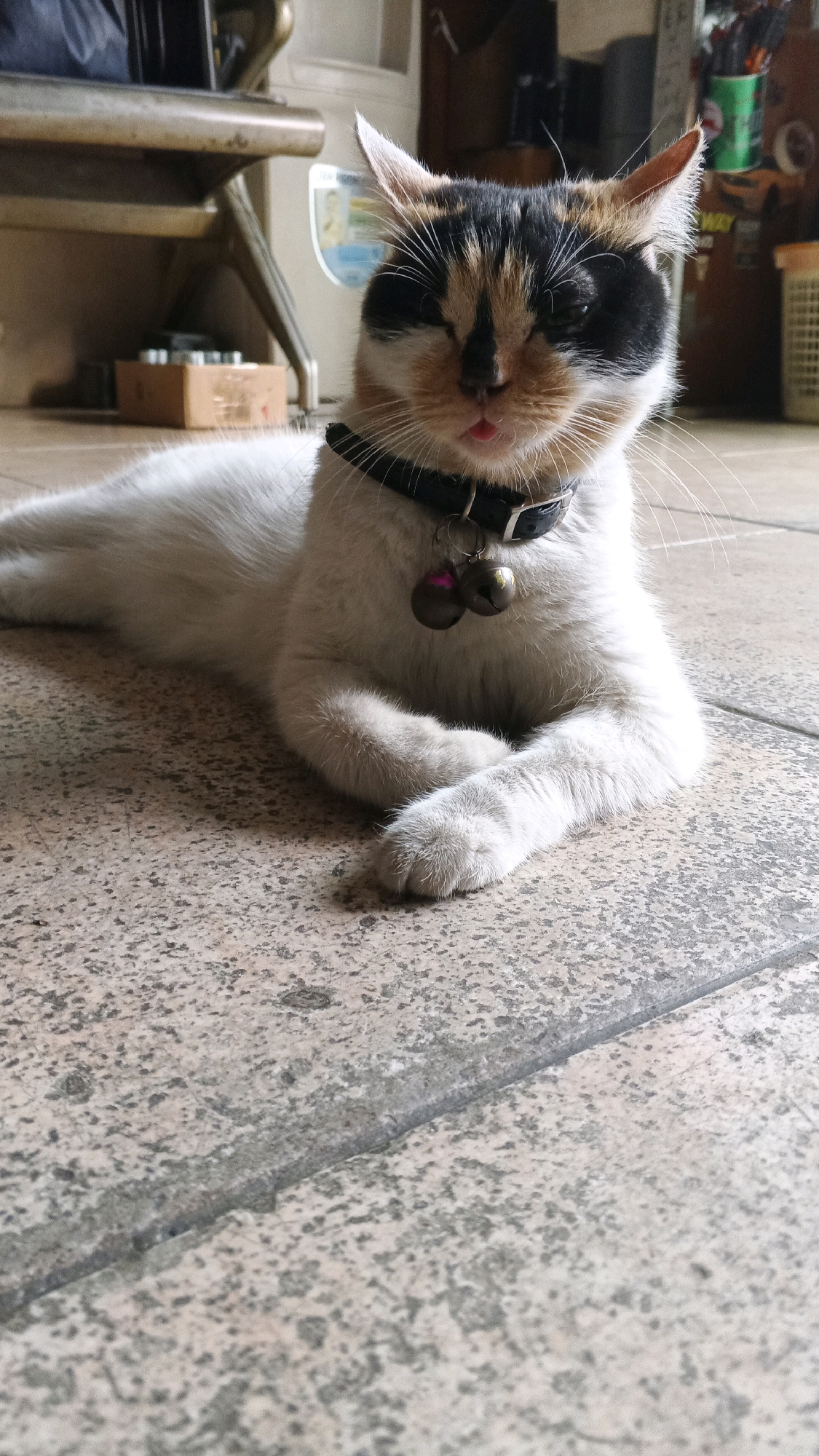 A calico cat with white, black, and orange markings is lying on a tiled floor. The cat is wearing a black collar with two small bells attached. Its tongue is slightly sticking out, and one eye is partially closed. The background is blurred, showing furniture and what appears to be household items. The floor is made of large, light-colored tiles with visible grout lines. The lighting suggests an indoor setting, possibly in Pasirsari, Indonesia, though this cannot be definitively confirmed from the image alone.