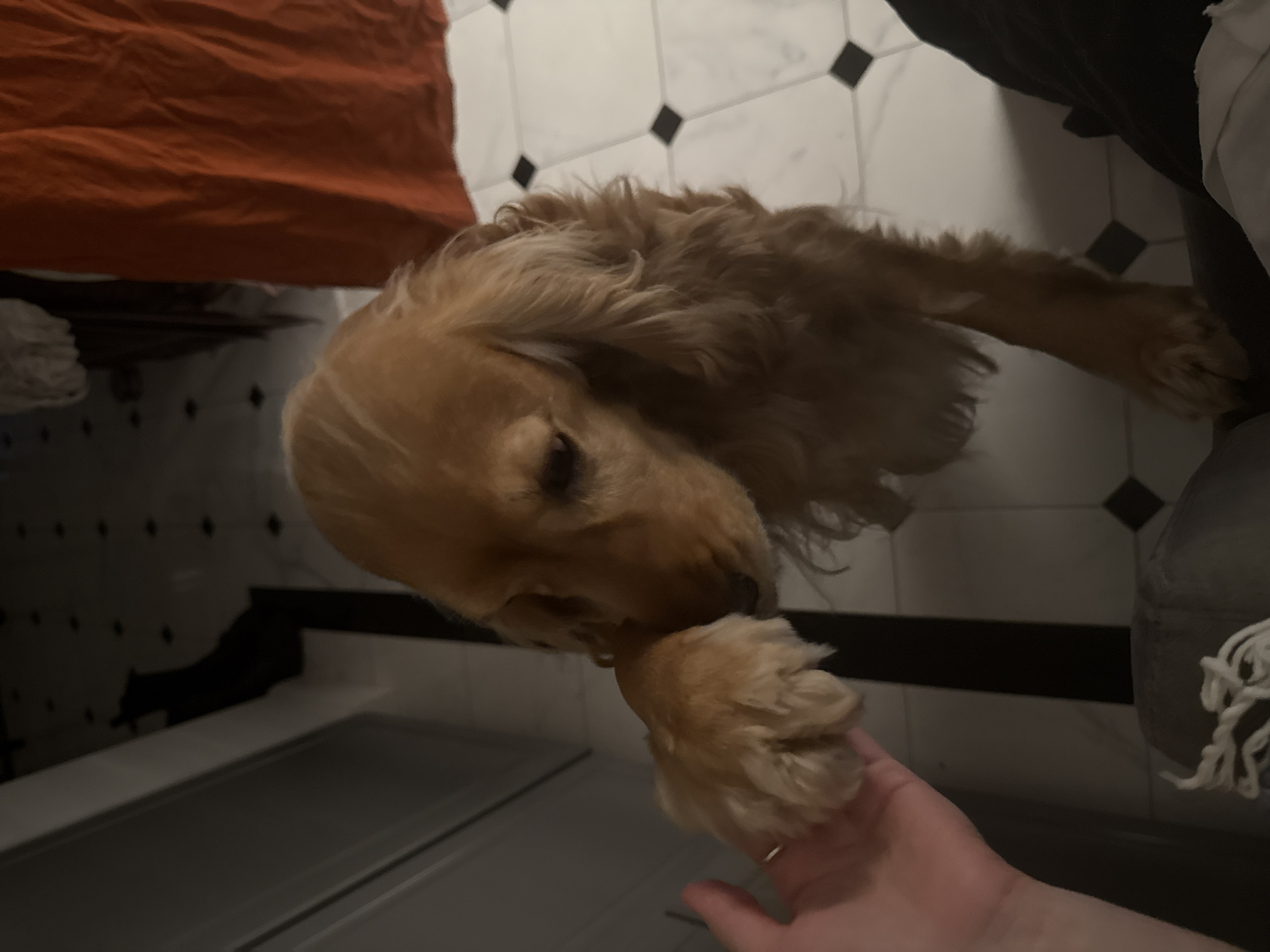 A golden-brown dog is standing on a tiled floor and placing its paw on a human hand. The dog has long, floppy ears and is looking down. A person's hand, with a ring on one finger, is outstretched, palm up, to receive the dog's paw. In the background, there are dark shadows on the wall and a bright orange fabric hanging. The floor is a white and black checkered tile pattern. The overall scene is dimly lit.