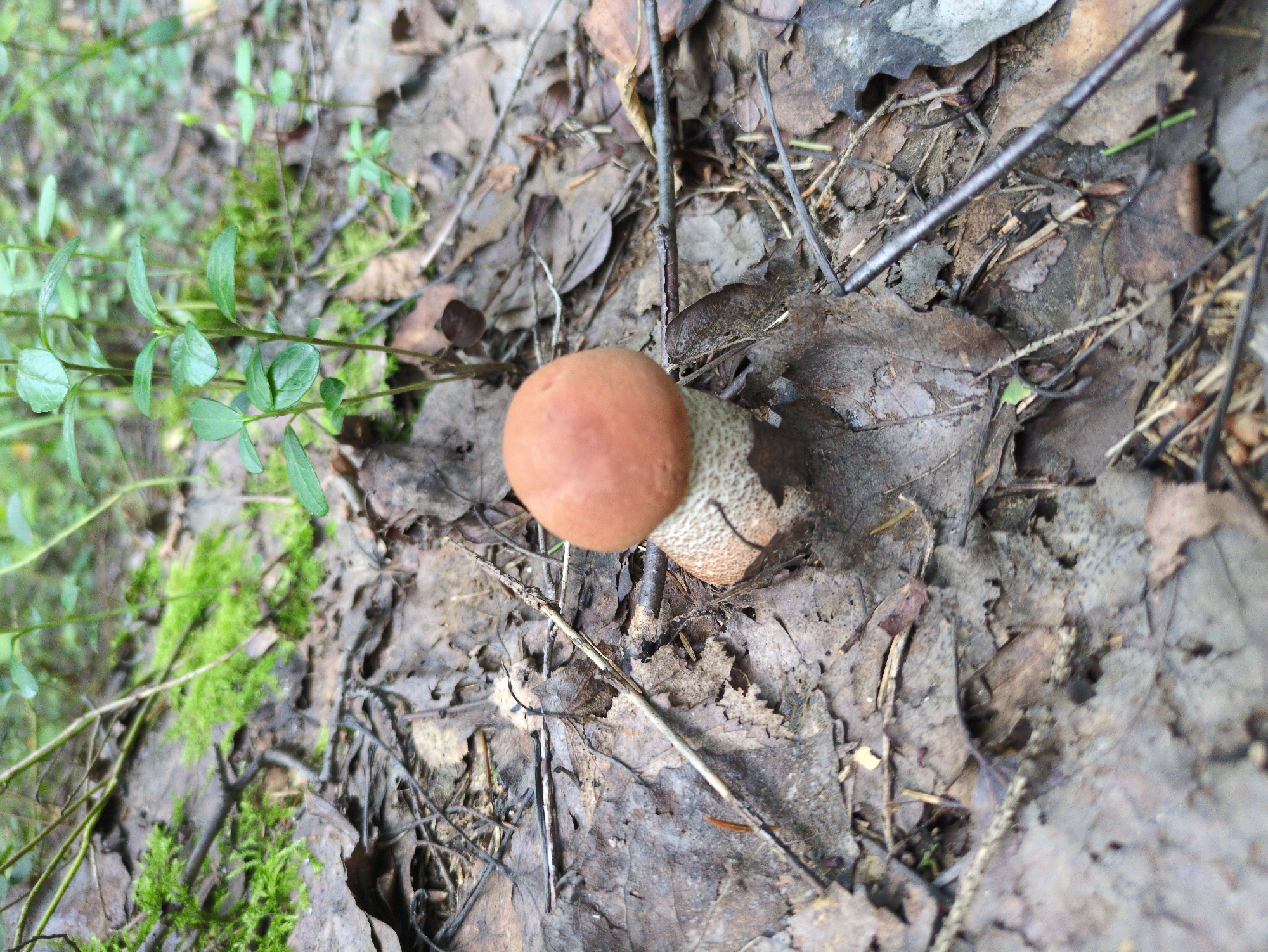 A close-up shot captures a single, small orange-capped mushroom with a speckled white stem emerging from a forest floor covered in fallen leaves and twigs. The background features green moss and small green plants, suggesting a damp, wooded environment. The lighting is natural, creating a soft, diffused effect. The scene appears to be a natural outdoor setting.