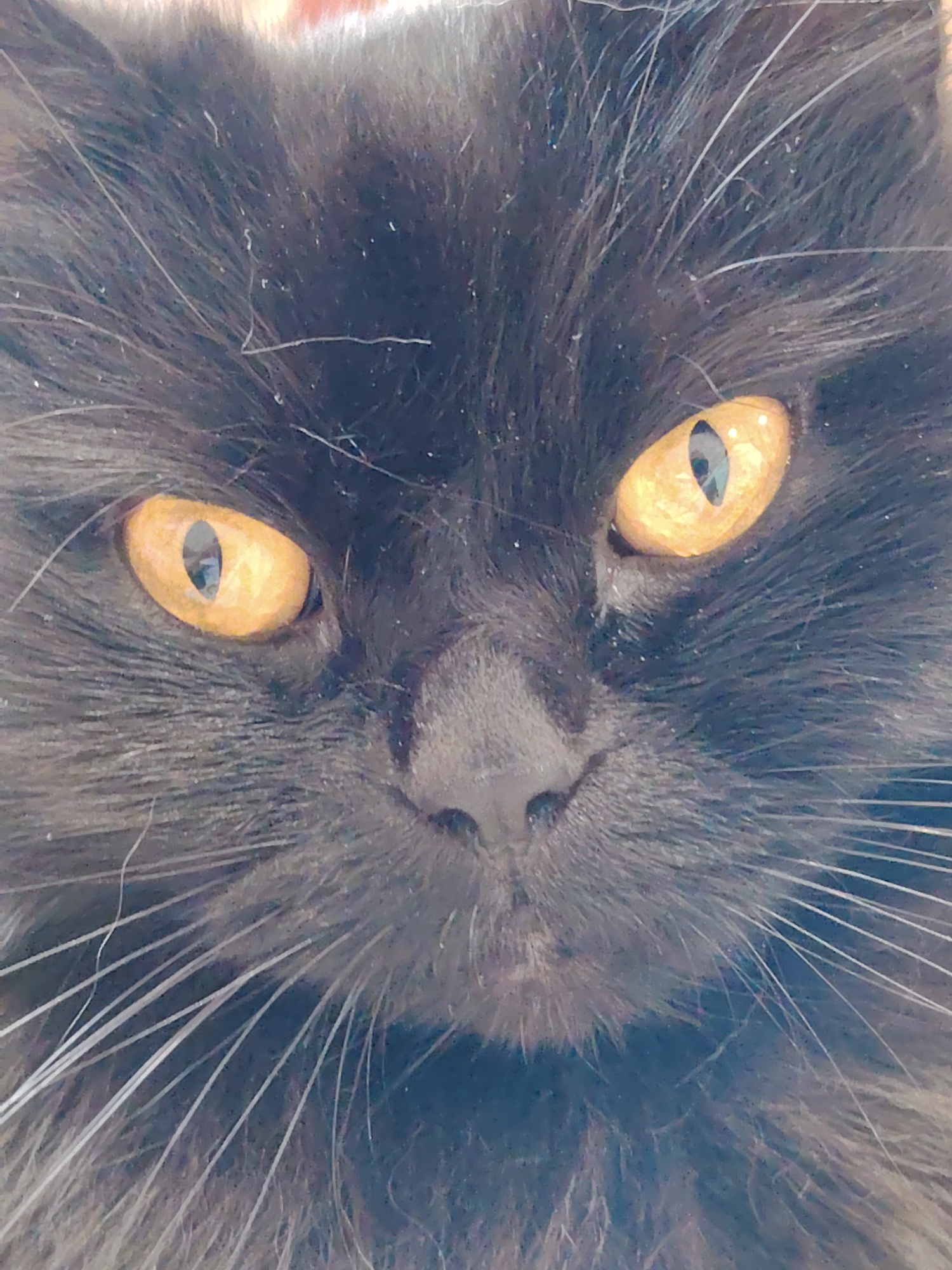 A close-up, head-on shot focuses on the face of a black cat with bright, yellow-orange eyes. The cat's fur is dark and appears somewhat fluffy, with prominent white whiskers fanning out from its snout. The lighting creates a slight sheen on the cat's eyes and some of its fur. The background is out of focus and appears to be a muted, neutral color, possibly fabric or a wall. There are no identifiable elements of a city or specific location.