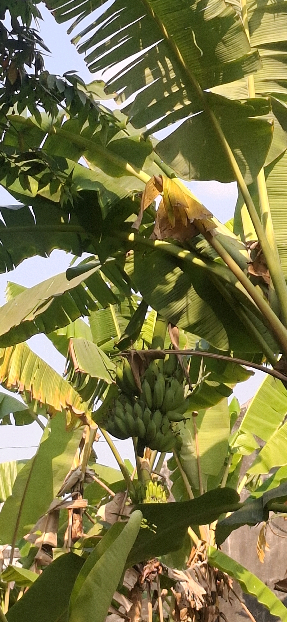 The image captures a bunch of green bananas hanging from a banana tree, with its large leaves dominating the frame. The bananas are unripe and are clustered together. The tree is set against a backdrop of a bright, clear sky, with hints of other foliage and possibly some man-made structures in the distance, suggesting an outdoor environment. The lighting indicates it is daytime, likely sunny, given the dappled shadows on the leaves. The scene appears to be in Gajahan, Indonesia, a location known for its tropical climate suitable for banana cultivation.