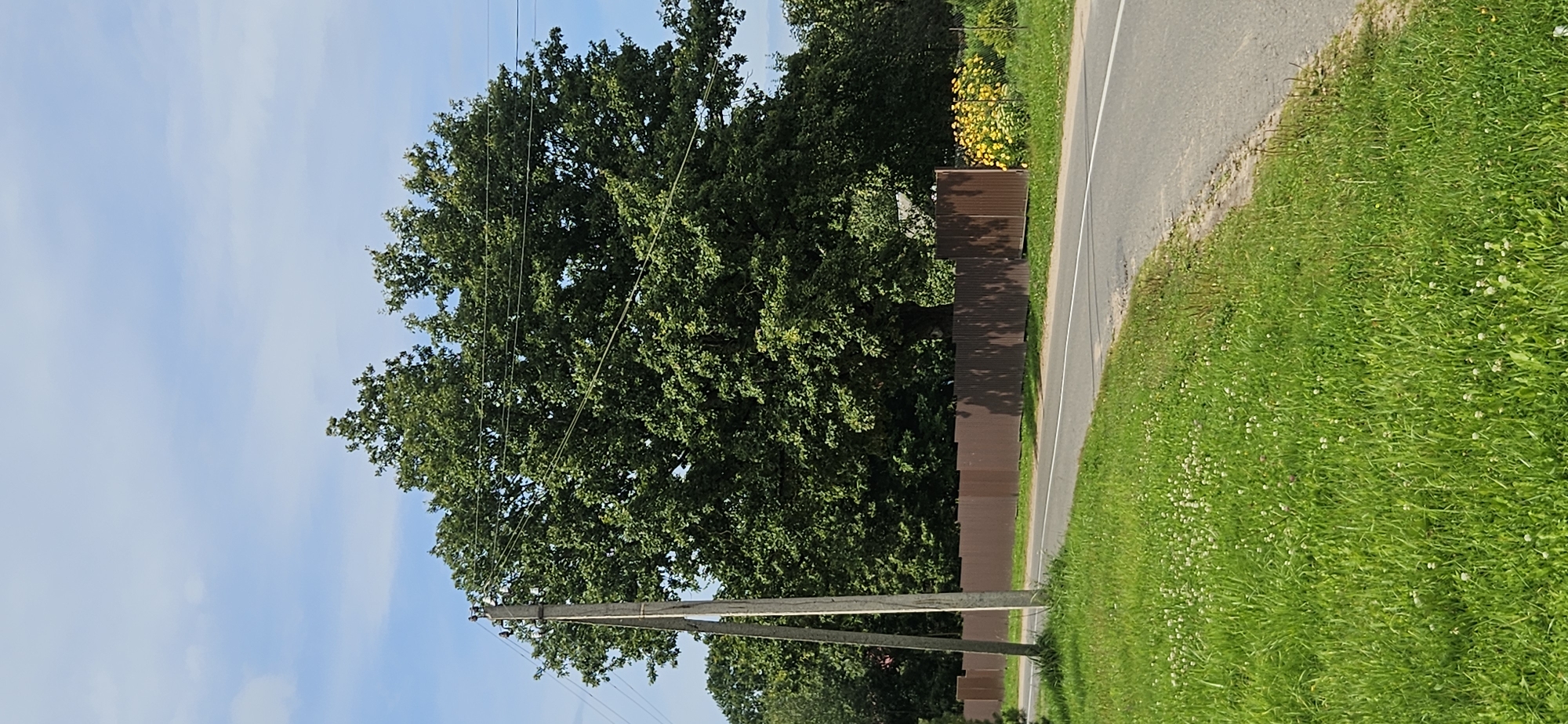 The image depicts a rural roadside scene under a partly cloudy blue sky. On the left, a concrete utility pole stands tall, supporting multiple overhead wires that stretch across the frame. Behind the pole and extending into the background is a large, dense deciduous tree with lush green foliage. A brown metal fence runs horizontally across the midground, separating the roadside from the area behind it. To the right of the fence, a cluster of bright yellow flowers, likely sunflowers, blooms. A paved road with a white dividing line occupies the foreground and curves to the right, bordered by a grassy verge dotted with small white flowers. The environment appears to be a rural area within or near the Мазалаўскі сельскі Савет in Belarus. There are no people or animals visible in the image.