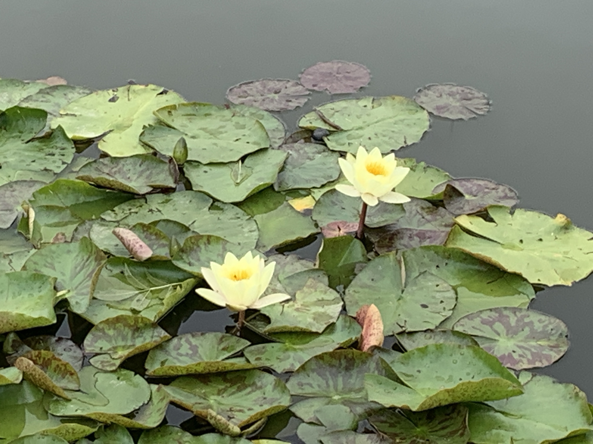Two pale yellow water lilies, one fully bloomed and the other partially open, float on the surface of dark water amongst a dense bed of lily pads. The lily pads vary in color from bright green to dark green with purplish-brown splotches. Some pads are flat and wide, while others are curled or folded. The water appears still and reflects a muted, overcast sky. The scene is an outdoor aquatic environment.