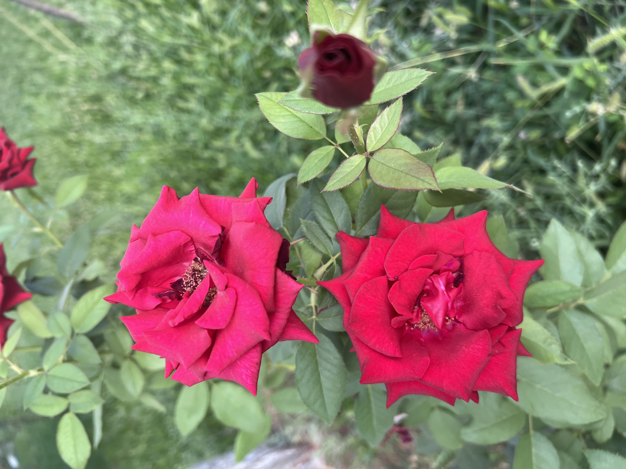 A close-up, eye-level, medium shot captures a rose bush in focus. Two vibrant red roses are the primary subjects, positioned in the lower half of the frame. The rose on the bottom left is fully bloomed, showcasing its deep red petals and textured center. Above and slightly to the right, another fully bloomed red rose is also visible, with its petals slightly more open. To the right of the roses, a single red rose bud is in soft focus, appearing smaller and tightly closed. Green leaves with serrated edges surround the flowers, some in sharp focus and others blurred. The background is an unfocused expanse of green grass and foliage, suggesting an outdoor environment. The lighting is natural, likely daylight, casting soft shadows. There are no people or animals present in the scene. The image appears to have been taken in a garden or park setting. This scene could be located in Tashkent, Uzbekistan, known for its public gardens and parks that feature rose bushes.