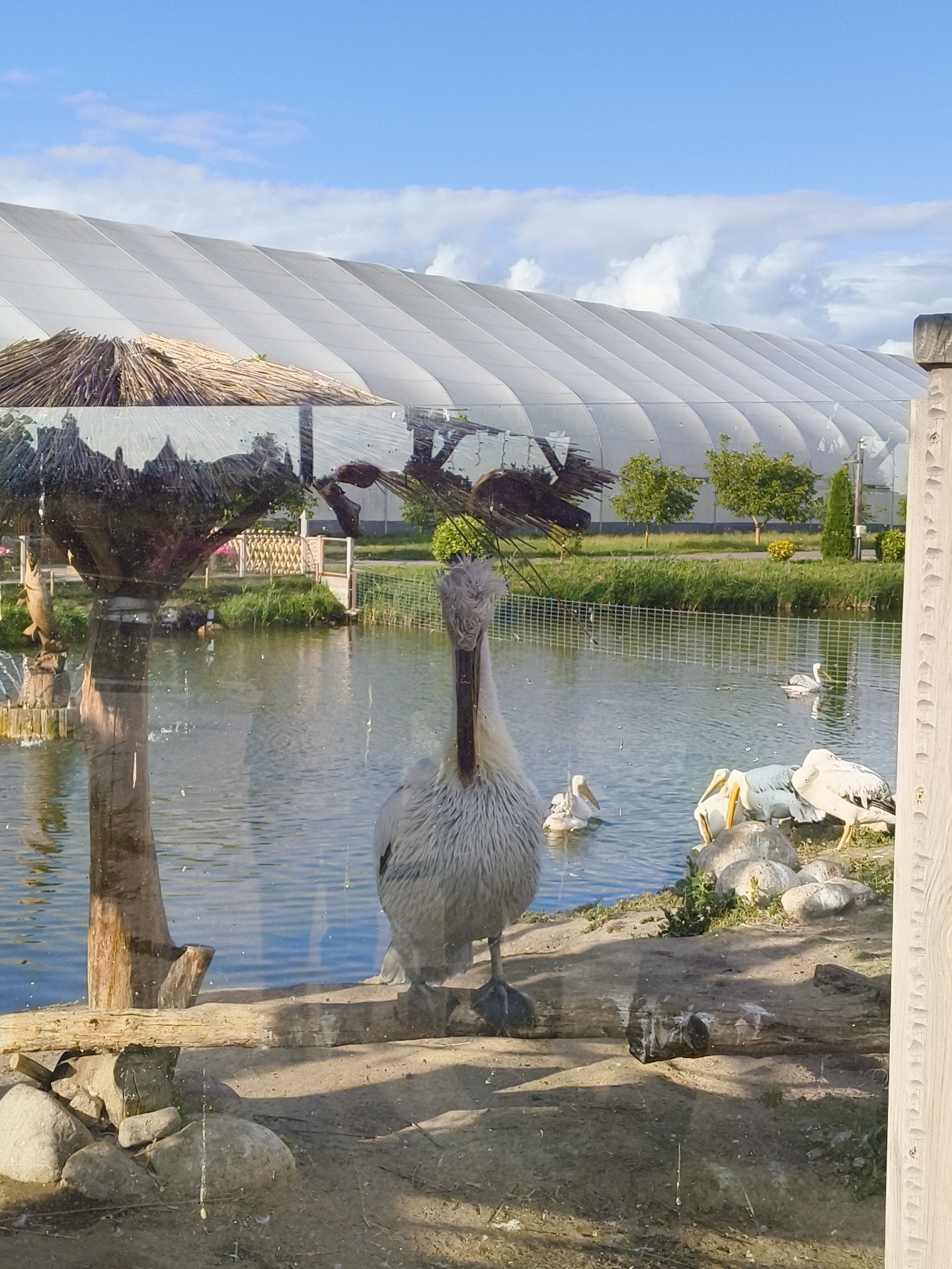 A pelican stands in the foreground of an outdoor enclosure, facing the camera. The pelican is predominantly white with gray accents on its head and neck, and its beak is long and yellow. Behind the pelican is a body of water with several other pelicans either swimming or gathered on the bank. In the middle ground, there is a grassy area with trees and a large, white, domed structure in the background. The foreground shows a wooden log and rocks, suggesting a man-made habitat. The overall scene is bright and appears to be during daylight hours with a blue sky and scattered clouds. This scene is located in the Малахавецкі сельскі Савет, Belarus.