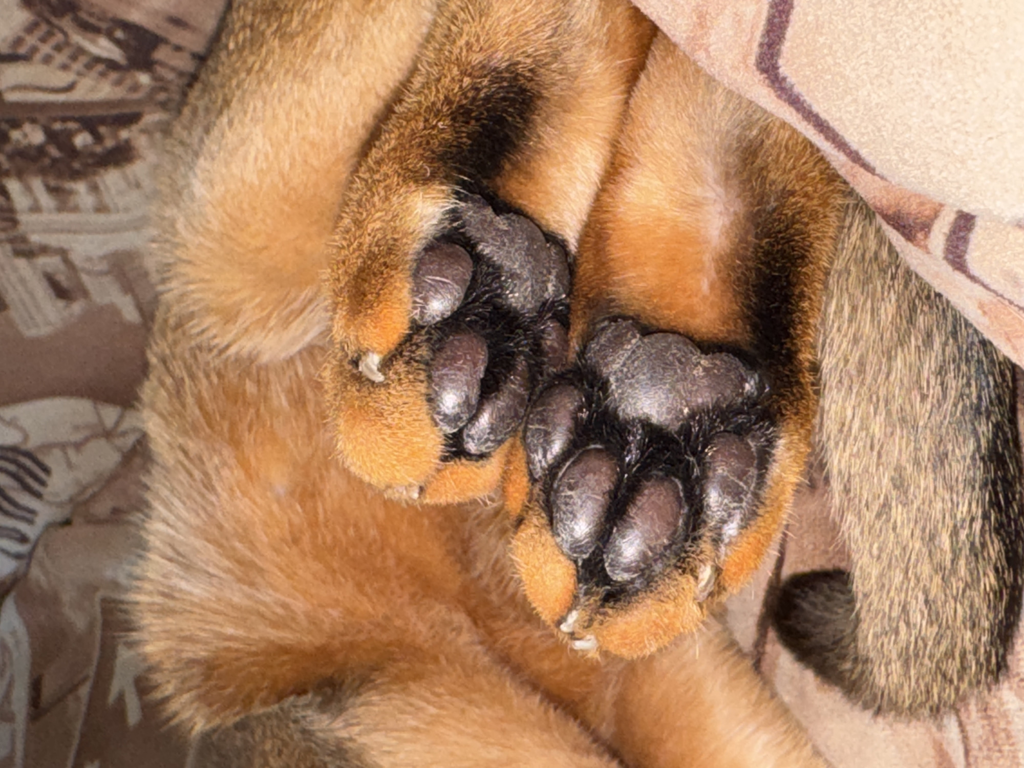 A close-up, high-angle shot features two animal paws, likely from a cat or small dog, resting in a curled or tucked position. The paws are covered in soft, dense fur that transitions from golden and reddish-brown to darker brown and black stripes or patches, particularly around the paw pads and lower legs. The prominent paw pads are dark brown to black, appearing textured and slightly wrinkled. Some sharp, light-colored claws are visible, partially extended from the furry toes.
The animal appears to be nestled in a cozy indoor setting. To the left, a blurry background shows a patterned fabric, possibly upholstery or another blanket, in shades of brown with abstract or geometric designs. On the right and top, a lighter, plain cream-colored fabric with a repeating dark brown striped pattern partially covers the animal, suggesting it might be a blanket or bedding. The overall impression is one of an animal resting comfortably. There is no visible text in the image. The location context provided is Chaikovsky, Russia.