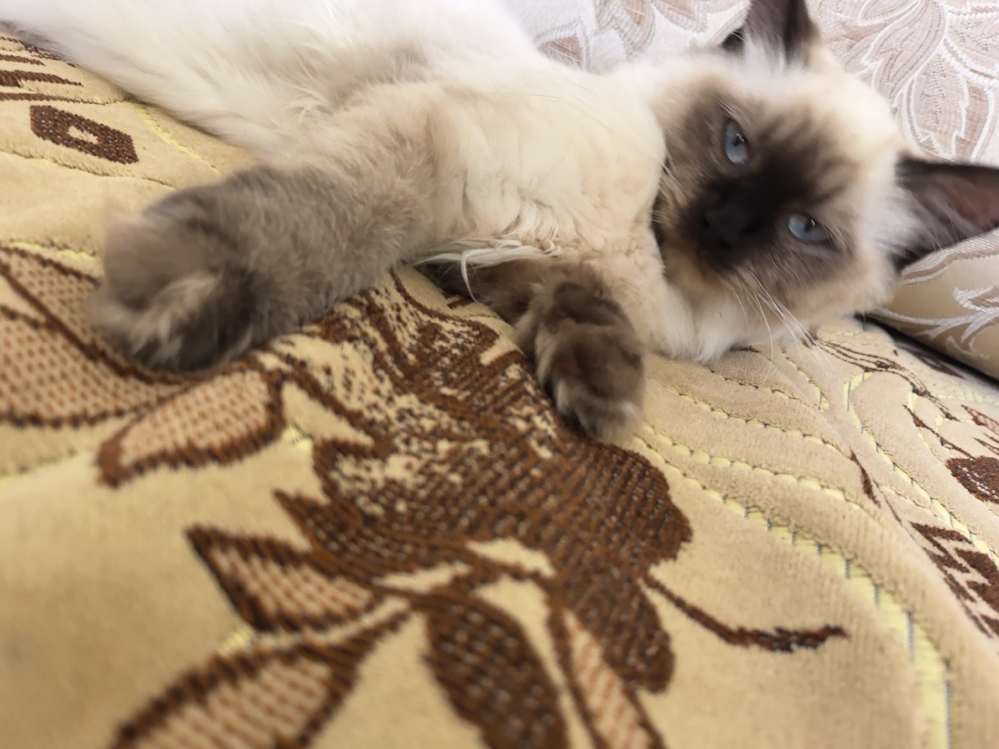 An indoor, close-up, eye-level, slightly angled shot captures a Siamese cat with blue eyes resting on a patterned beige blanket. The cat is lying on its side, with its head turned towards the camera. Its fur is a mix of cream and brown, with dark brown markings on its face and ears. The blanket has a textured pattern of brown floral elements. The lighting is soft and natural. There is no indication of location in the city of Veshenskaya, Russia.
