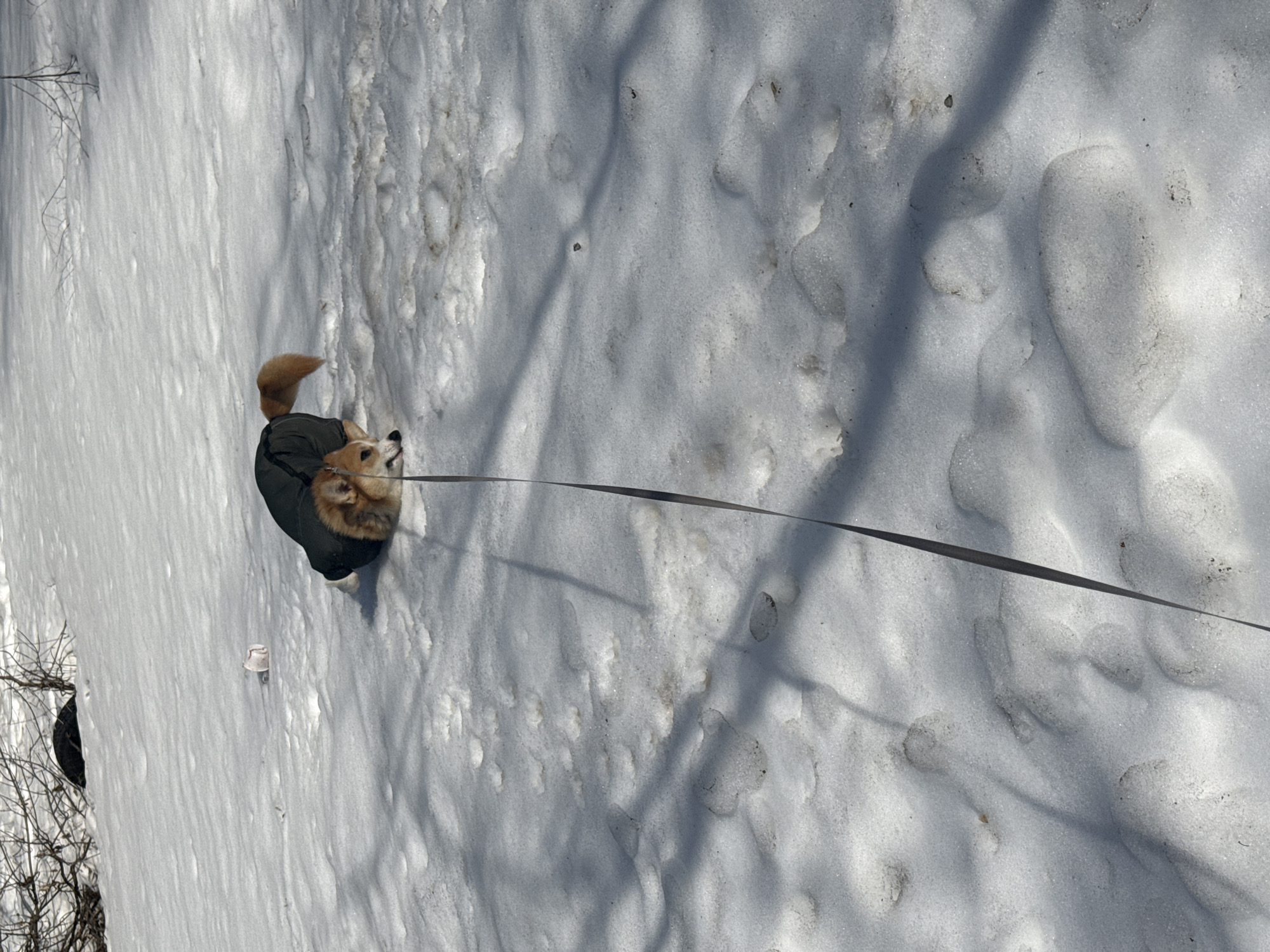 The image depicts a corgi dog wearing a dark green coat walking on a snow-covered ground. The dog is attached to a leash extending away from the camera's viewpoint. The ground is marked with various footprints and shadows of trees. The dog appears to be in the city of Votkinsk, Russia. A discarded cup is present in the snow. The overall environment suggests a winter season.