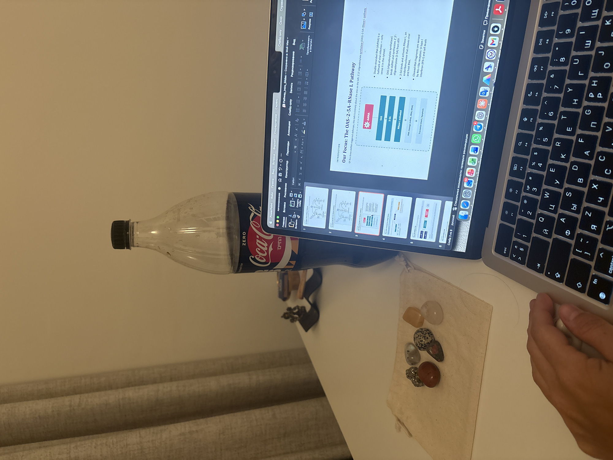 A close-up, eye-level shot shows a laptop screen displaying a presentation on a scientific topic, with the title "Our Focus: The OAS-2-5A-RNase L Pathway". The presentation includes diagrams and bullet points detailing biological processes. To the left of the laptop, a plastic bottle of Coca-Cola Zero is partially visible, with its label featuring Hebrew text. Scattered on a small, light-colored fabric pouch to the left of the laptop are several polished stones of various colors and patterns. A hand is seen operating a computer mouse. The scene appears to be an indoor setting, likely a desk or table, with a neutral-colored wall and curtain in the background. The presence of Coca-Cola Zero with Hebrew labeling suggests a possible location in Israel, potentially Tel Aviv, given the common consumption of the brand and the use of the Hebrew language. The overall atmosphere is one of focused work or study, with the personal items like stones suggesting a touch of individual personality to the workspace.