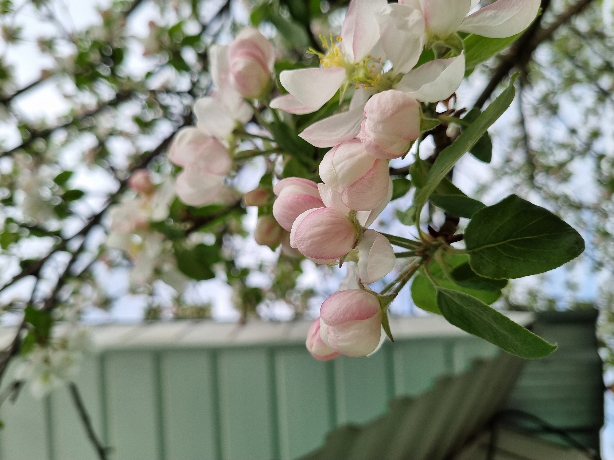 The image shows a close-up of apple blossoms with pink buds and white petals, some fully open, and some still in the bud stage. Green leaves are interspersed among the flowers. The background is blurred, revealing hints of tree branches and a light-colored structure resembling a building or fence. The location is identified as Chaikovsky, Russia, based on additional information not included in the image itself.