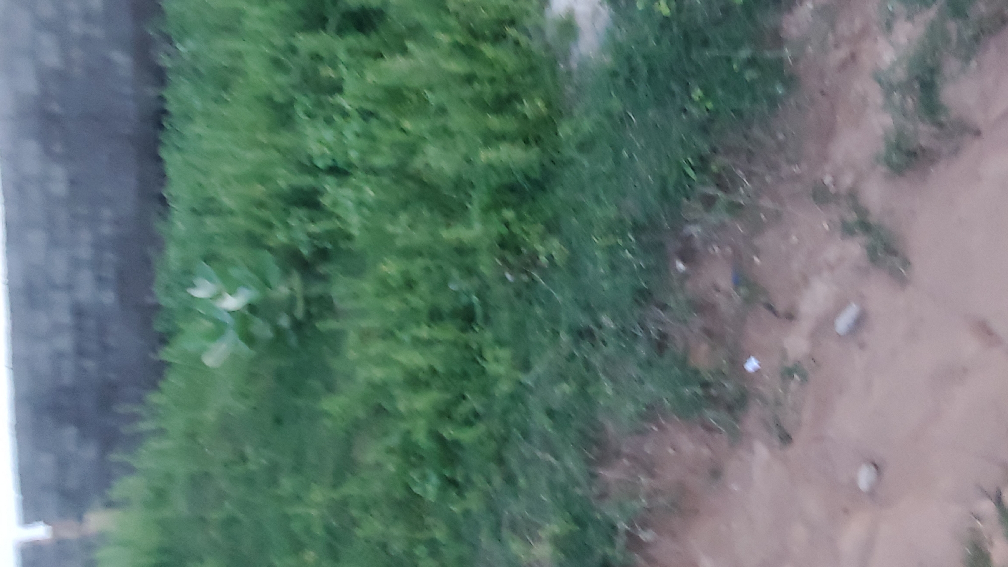 The image depicts an outdoor scene, with a brick wall visible in the background. In the foreground, there is a patch of green vegetation, possibly grass and some larger-leaved plants. A dirt path or ground area is in the lower portion of the image, with a few small rocks and a piece of white debris scattered on it. The image is blurry and lacks sharp detail, making it difficult to discern specific objects or individuals. The environment appears to be natural or undeveloped.