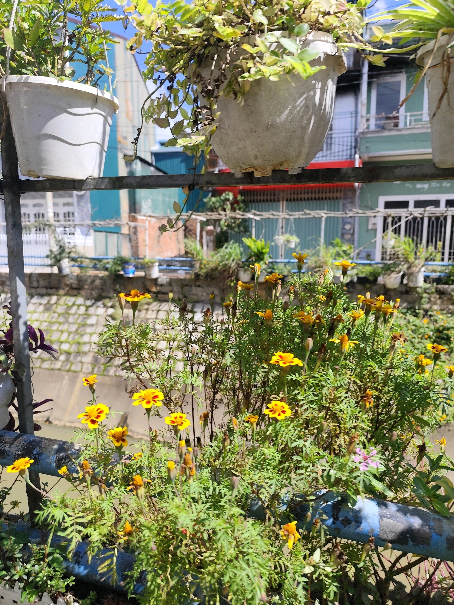 A close-up, sunlit outdoor shot features a cluster of vibrant yellow marigolds in the foreground, some with reddish-brown centers, blooming amidst lush green foliage. The flowers are planted in a blue metal railing. Behind the flowers, a dry stone wall covered in moss lines a canal or embankment, with more vegetation and various potted plants visible on a higher level. In the background, a row of buildings with light green and blue facades, some featuring white-framed windows and balconies with railings, are silhouetted against a bright blue sky. The scene appears to be in an urban environment, possibly a residential area in Da Lat, Vietnam, suggested by the architectural style and the common practice of balcony gardening. There are no people or animals visible in the image.