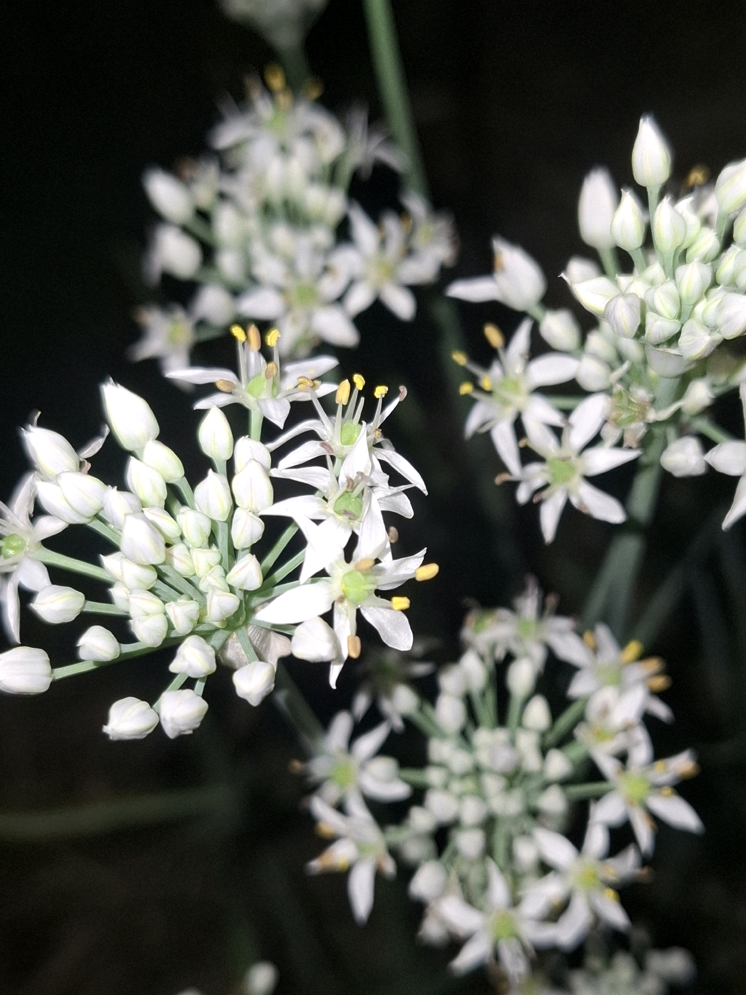 The image shows a close-up view of white flowers with yellow stamens, likely Chives blossoms, against a dark background. The flowers are clustered in a spherical or umbel-shaped inflorescence, with some buds and some fully opened flowers visible. The focus is on the flowers, with the background being softly blurred. There are no people, animals, or man-made objects visible in the image. The scene appears to be a natural setting, possibly a garden or a field, at night or in low light conditions. There is no indication of the city of Almaty, Kazakhstan, in the image itself.