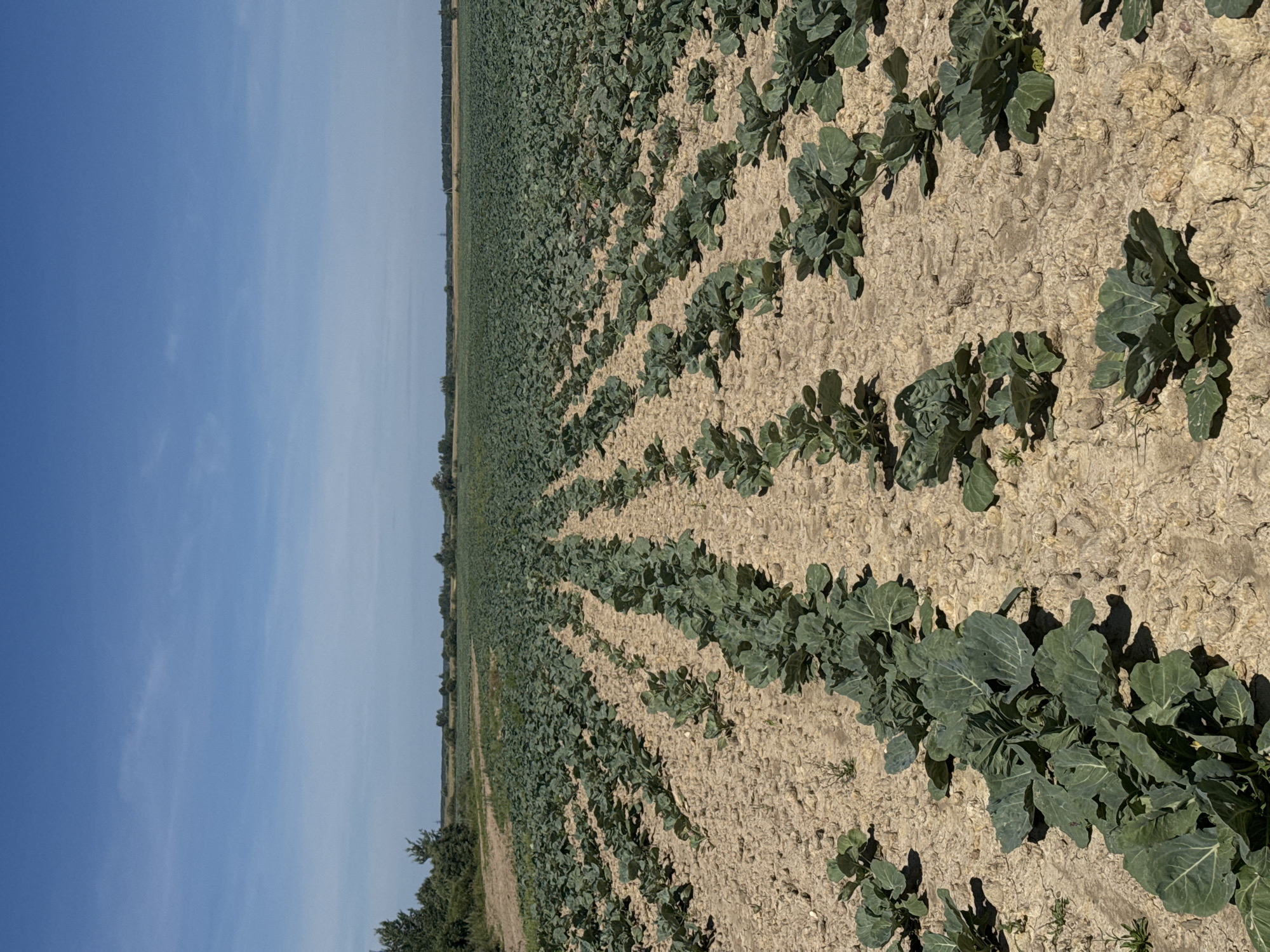 The image depicts a vast agricultural field in Pigelevo, Russia, under a clear blue sky. The field is densely planted with rows of young cabbage plants, their broad green leaves spread out across the dry, cracked soil. The plants are arranged in neat, parallel lines, extending towards the horizon where they meet a line of distant trees and a faint power line. The perspective is from ground level, looking across the field, with the foreground showing more detail of individual plants and the soil, while the background becomes more generalized. The overall impression is one of an agricultural landscape in full growth, bathed in sunlight.