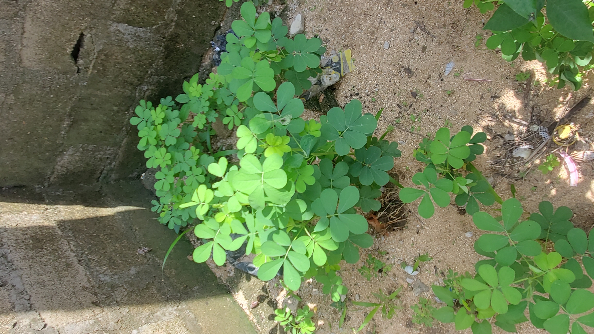 A patch of green plants with clover-like leaves grows in sandy soil next to a rough, grey concrete wall. The wall has shadows cast on it, suggesting sunlight. Some debris, including plastic and paper, is visible in the sand around the plants.
