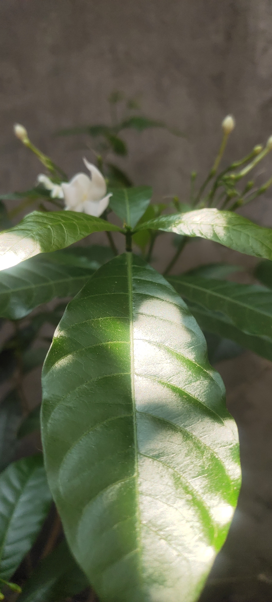 A close-up, vertical shot captures a green plant with a single white flower and several buds against a textured, gray background. The dominant subject is a large, glossy green leaf in the foreground, with sunlight highlighting one side and casting shadows on the other, revealing its veins. The plant appears to be in a garden or outdoor setting, likely in Manyar, Indonesia, as suggested by the available information. The overall impression is one of natural beauty and tranquility, with the interplay of light and shadow adding depth and dimension to the scene.